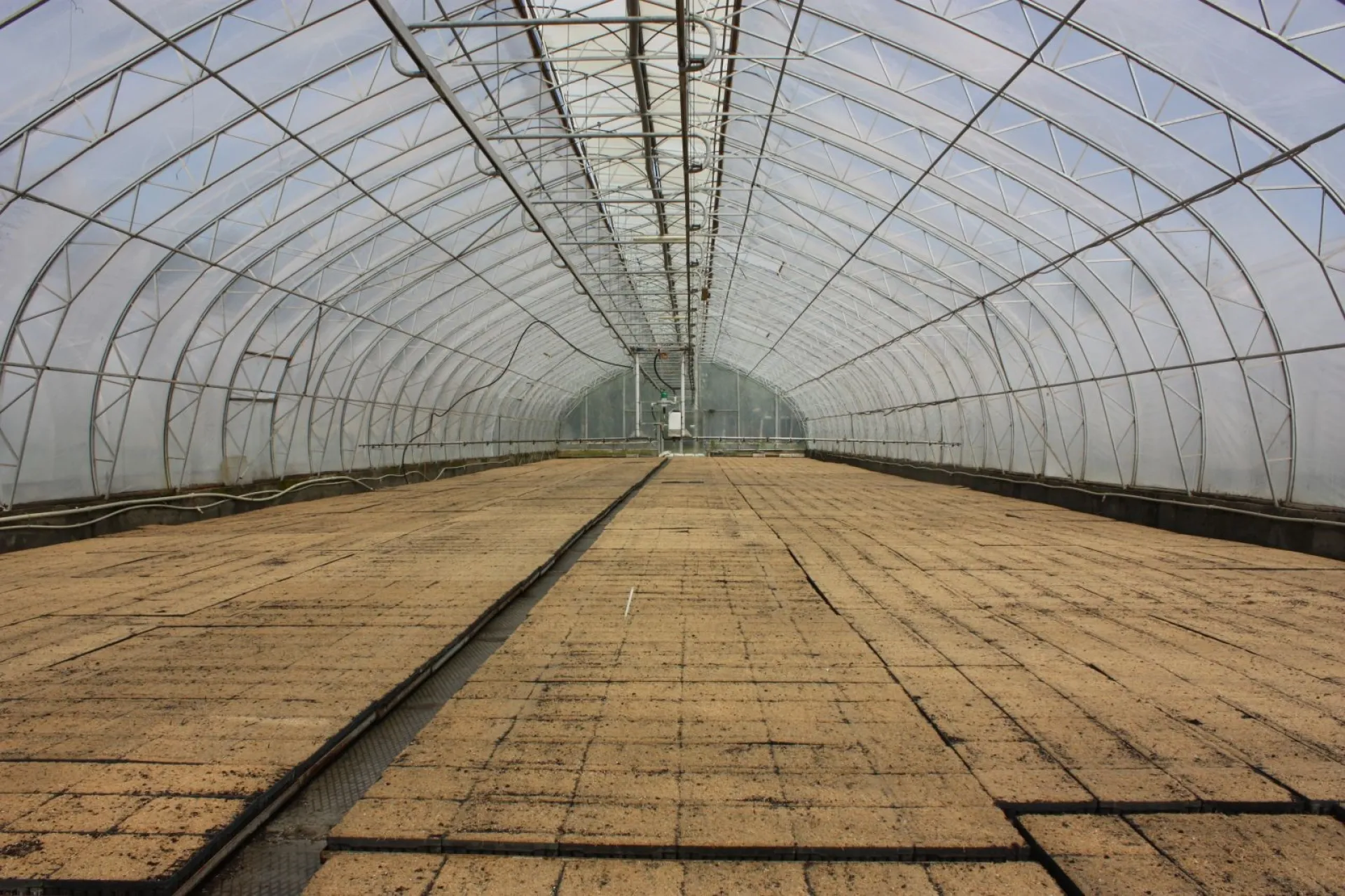 3,5 миллиона семян сосны и ели посеяли в Алтайском крае 3,5 миллиона семян сосны и ели посеяли в Алтайском крае