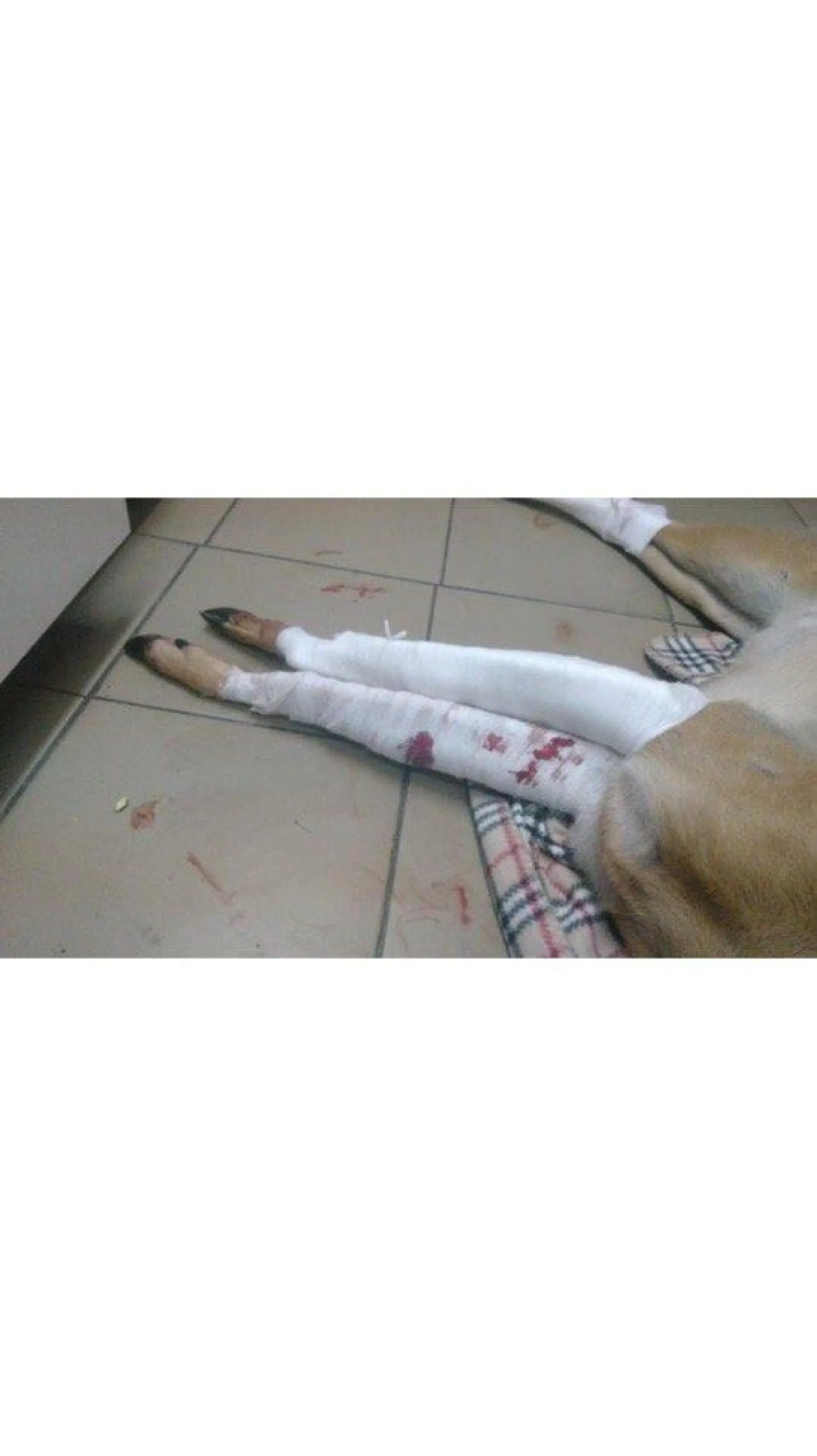 Жителей Алтайского края просят помочь косуле, которую сбили на трассе Жителей Алтайского края просят помочь косуле, которую сбили на трассе