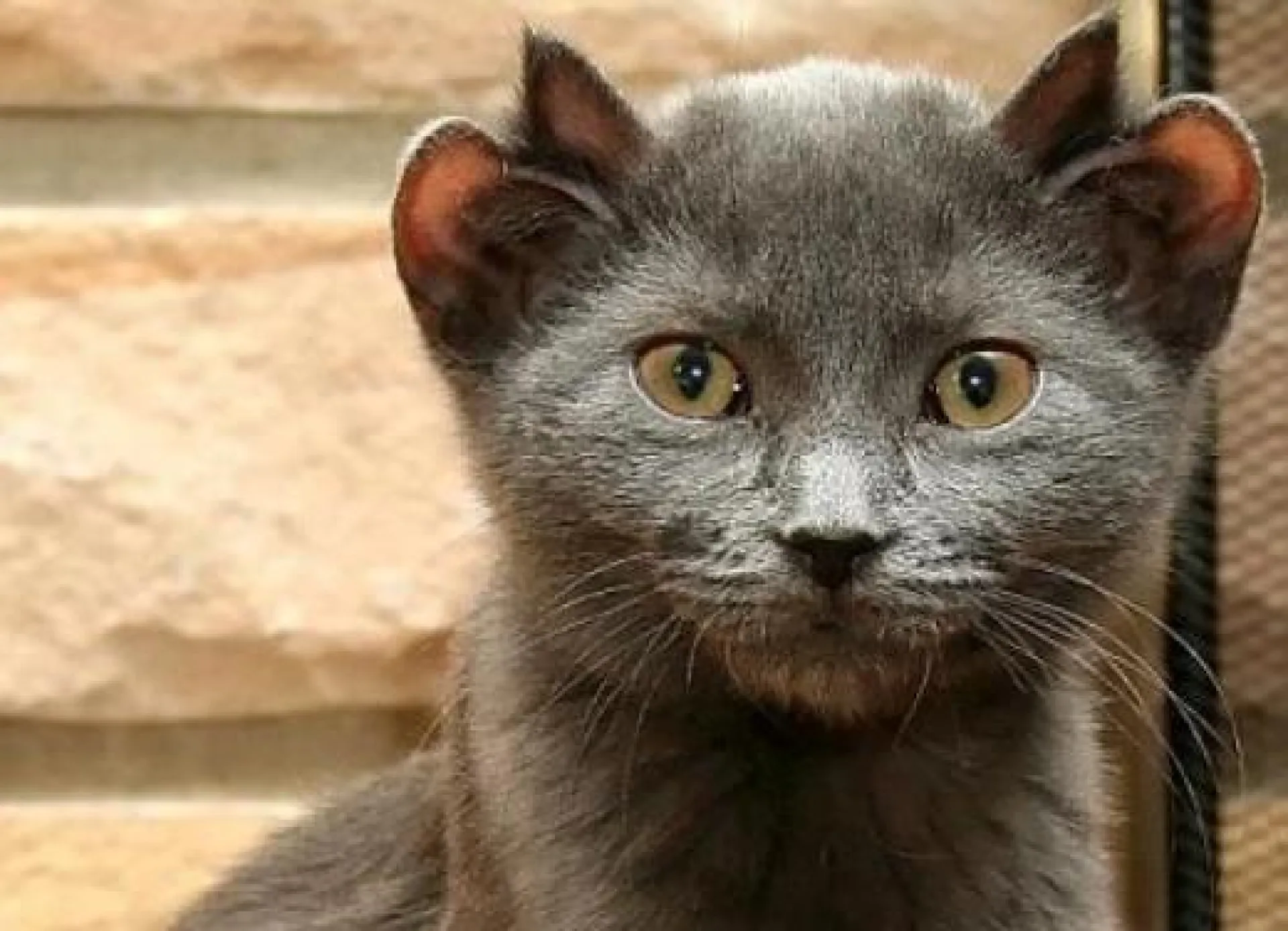 Кот Йода с четырьмя ушами стал звездой соцсетей