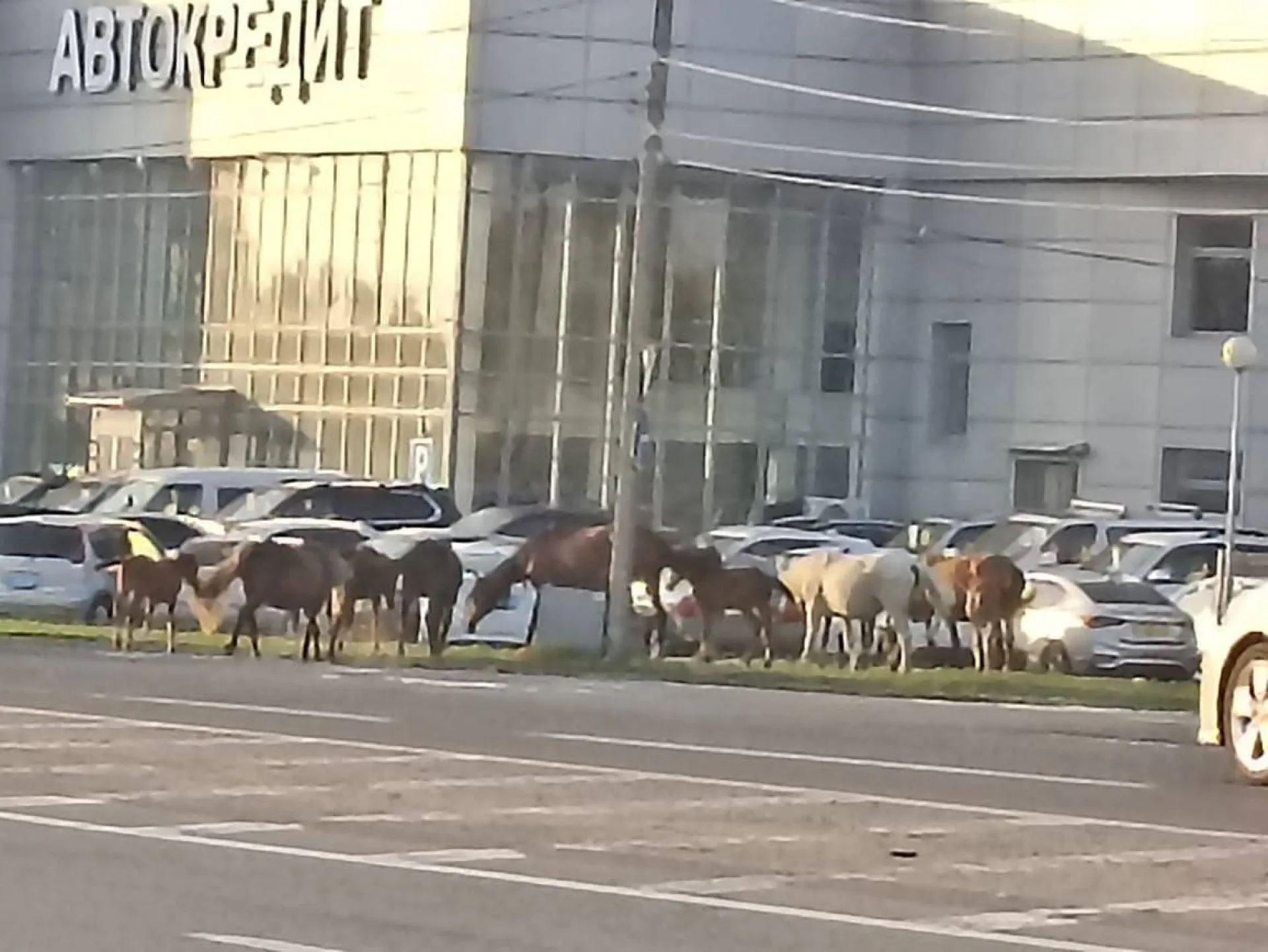 Табун лошадей заметили в Барнауле Табун лошадей заметили в Барнауле