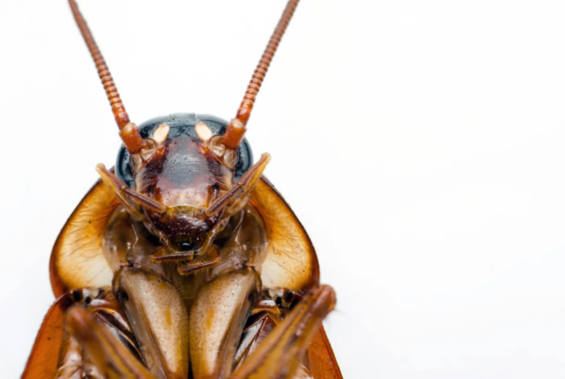 «Тараканы ходят вместе с детьми»: в барнаульской больнице выявили антисанитарные условия «Тараканы ходят вместе с детьми»: в барнаульской больнице выявили антисанитарные условия