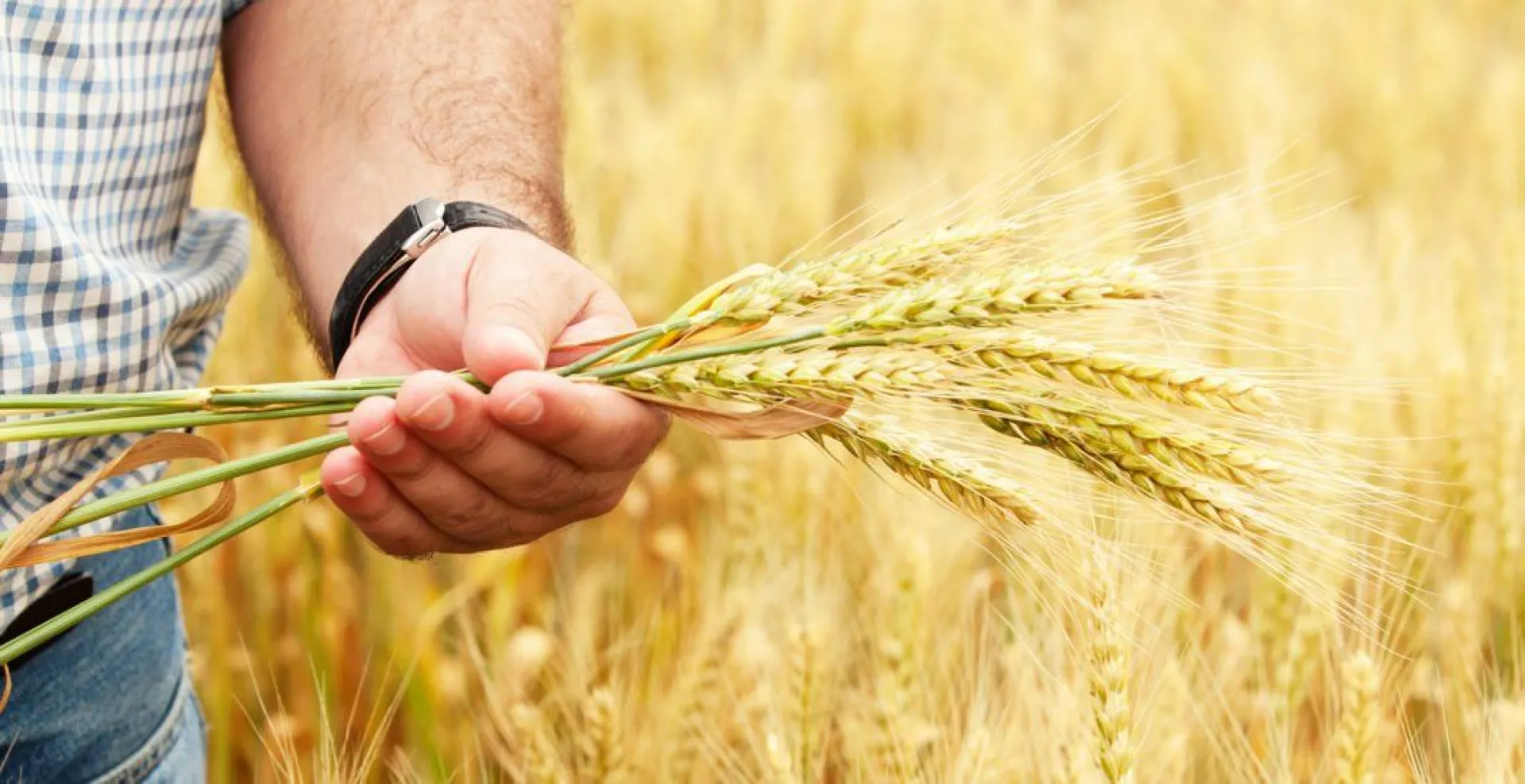 Юные аграрии из разных уголков России соберутся на слёте «АгроСтарт» в Барнауле Юные аграрии из разных уголков России соберутся на слёте «АгроСтарт» в Барнауле