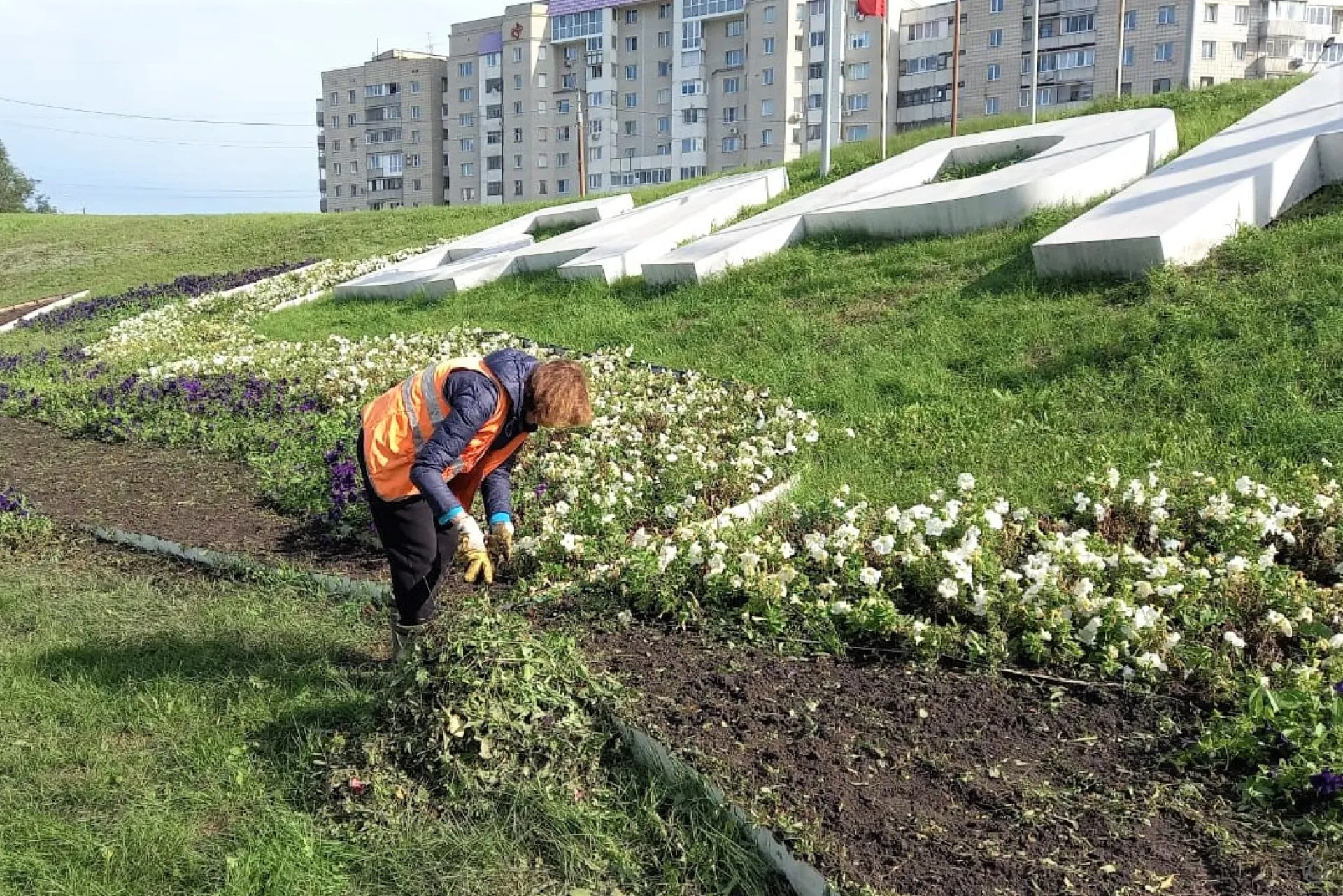 75 тысяч тюльпанов украсят клумбы Барнаула весной
