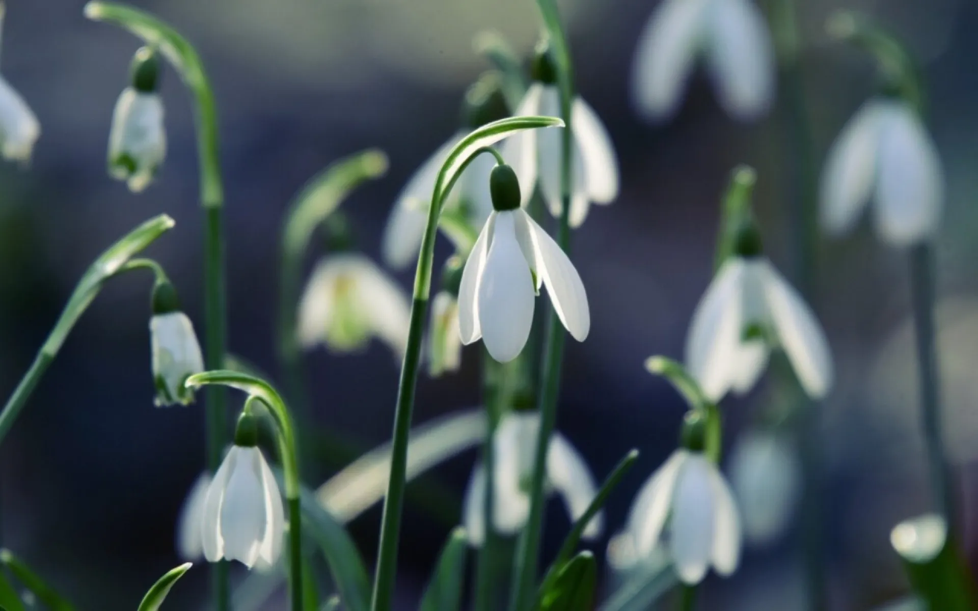 Чего ни в коем случае нельзя делать 4 апреля. Народные приметы Чего ни в коем случае нельзя делать 4 апреля. Народные приметы