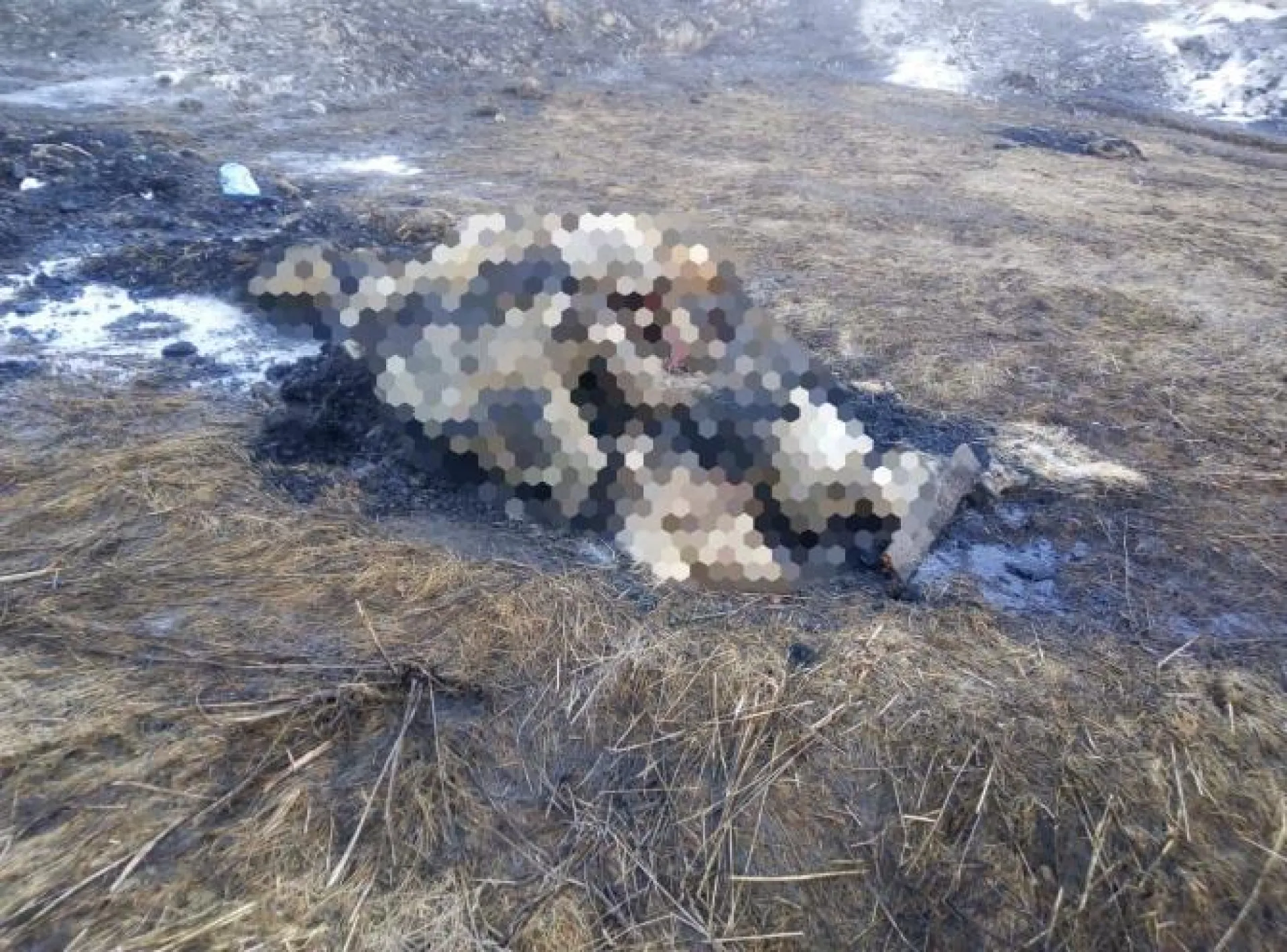 Свалку мёртвых поросят обнаружили в Алтайском крае Свалку мёртвых поросят обнаружили в Алтайском крае