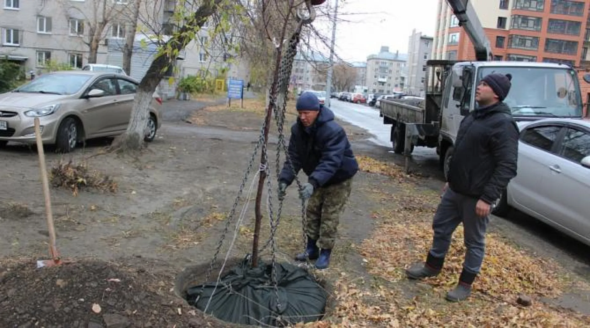 Новые деревья высадили в центре Барнаула Новые деревья высадили в центре Барнаула
