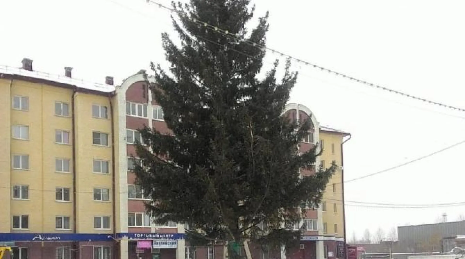 Живую 14-метровую елку установили в микрорайоне Новосиликатный в Барнауле