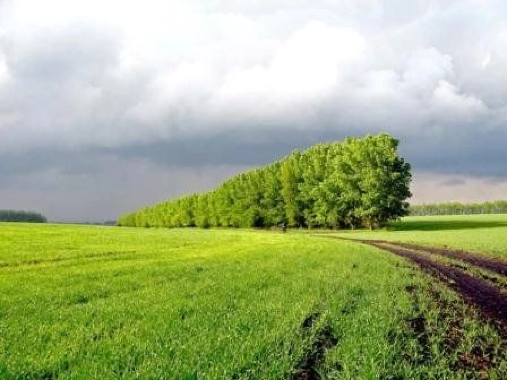 Лесозащитную мелиорацию могут вернуть в России