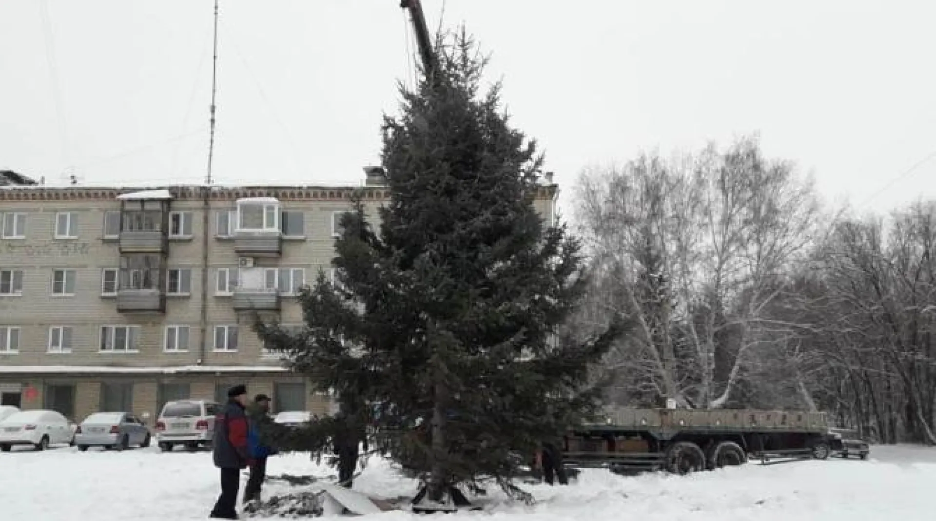 Голубую ель установили в Барнауле