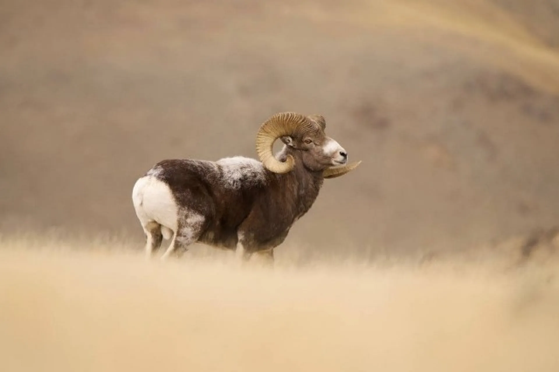 Рогов прибавилось. Сотрудники Сайлюгемского национального парка подсчитали горных баранов на Алтае