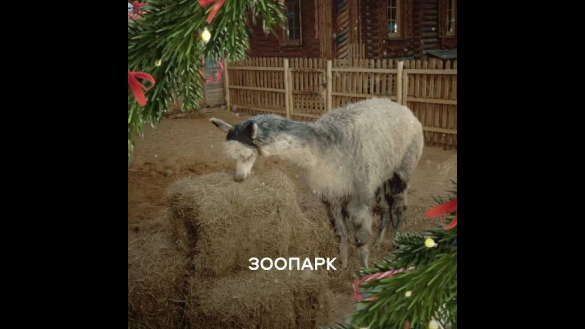 Альпака Шарлотка из Ленинградского зоопарка стала звездой роликов о безопасности
