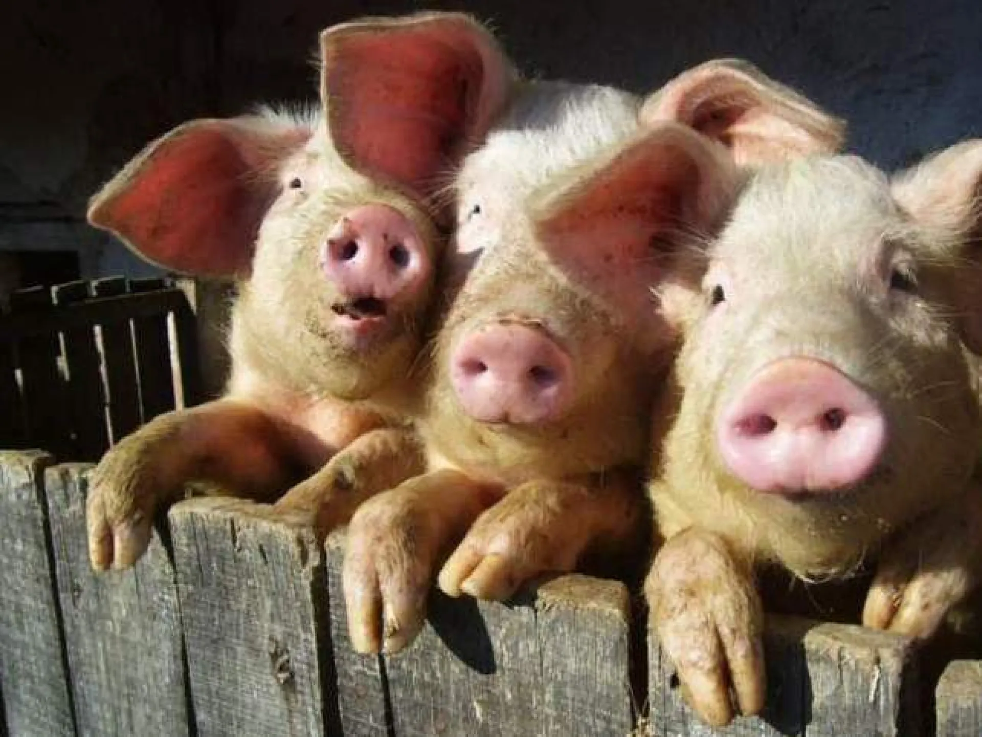 Поголовье свиней в Алтайском крае за год увеличилось на 21%