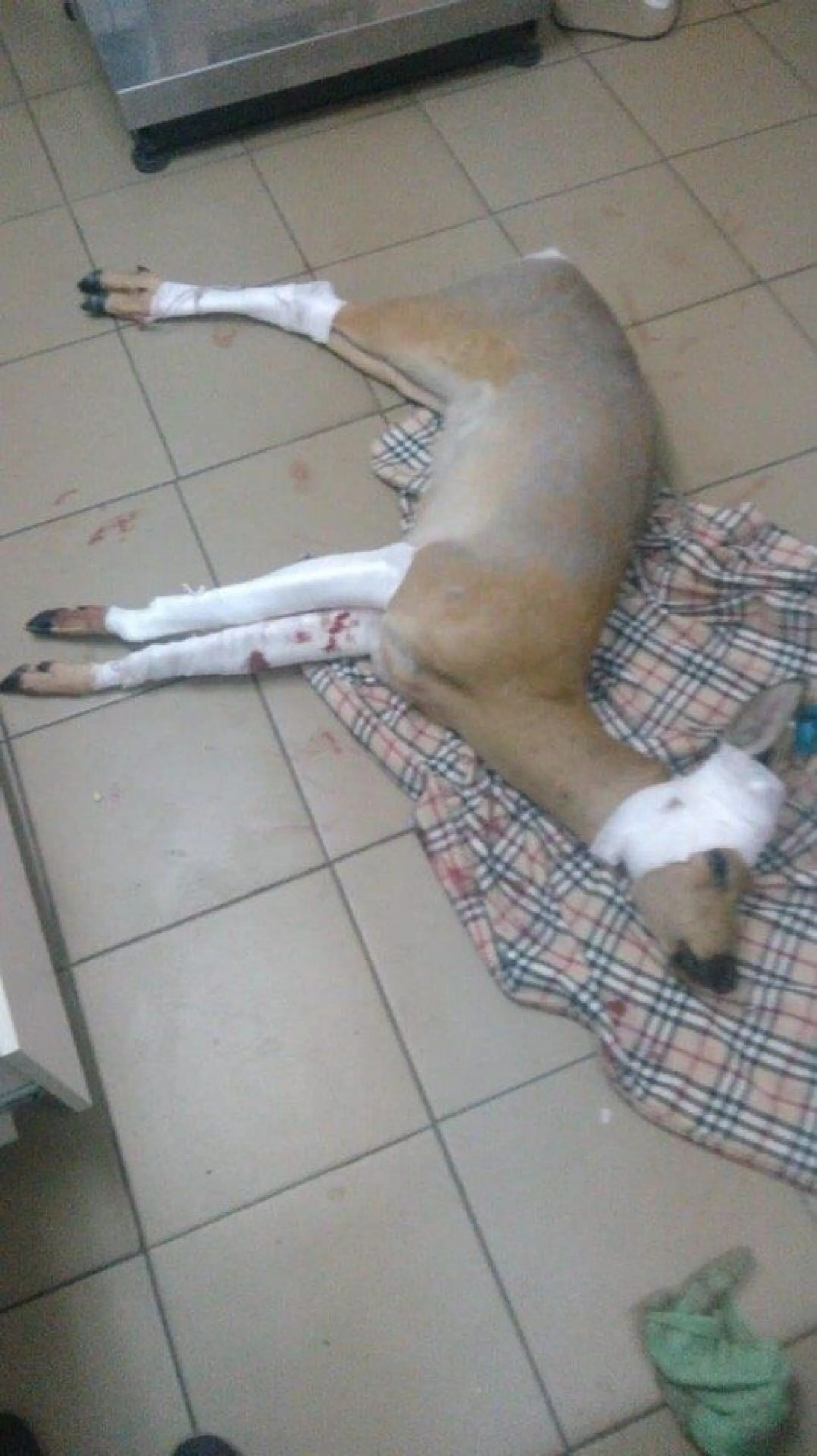 Косуля, которую сбили на трассе, погибла Косуля, которую сбили на трассе, погибла