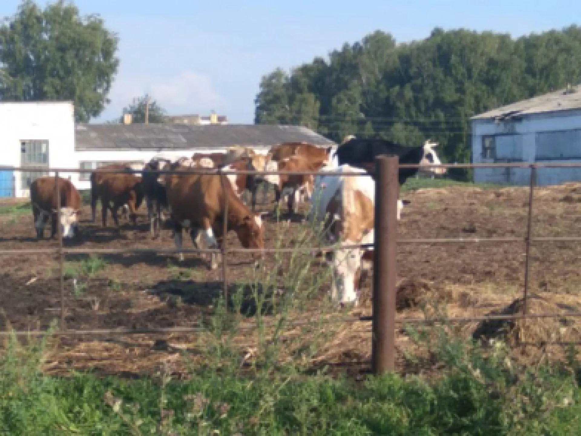 В Алтайском крае «Призрачный гонщик» увез более 20 коров, чтобы перепродать