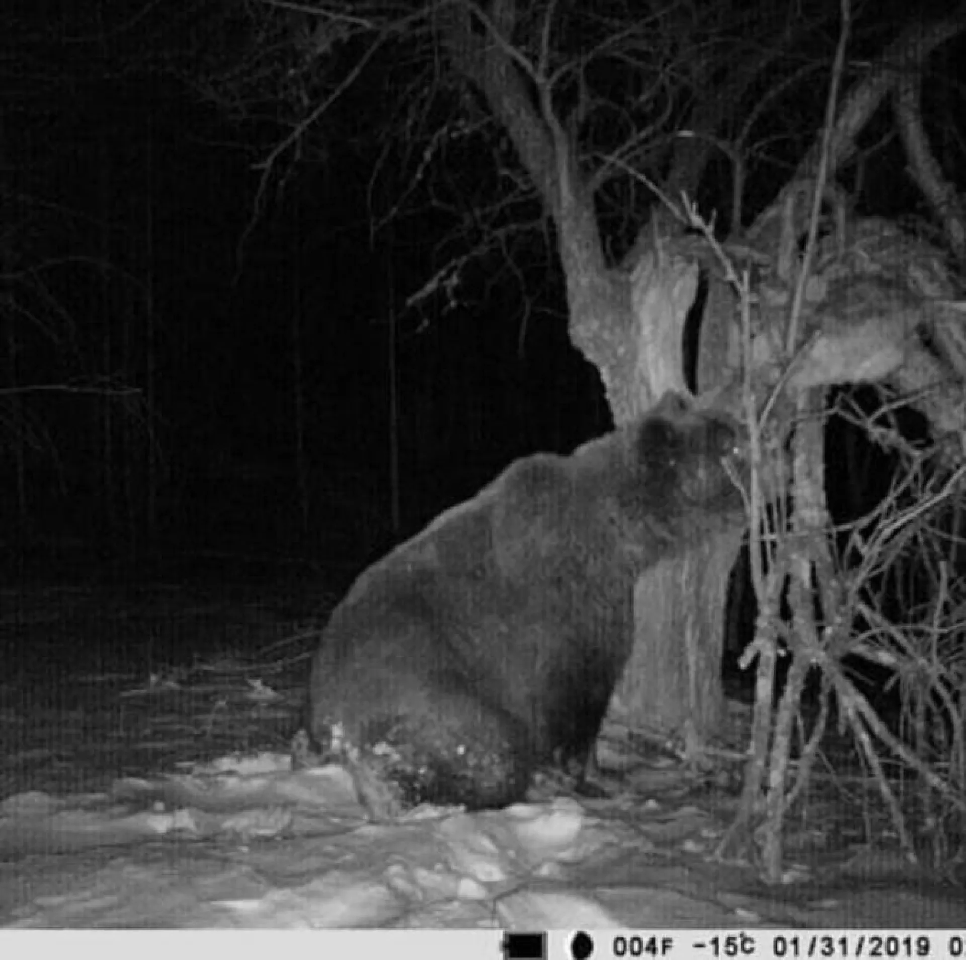 Медведь-шатун попал в объектив фотоловушки в алтайском селе