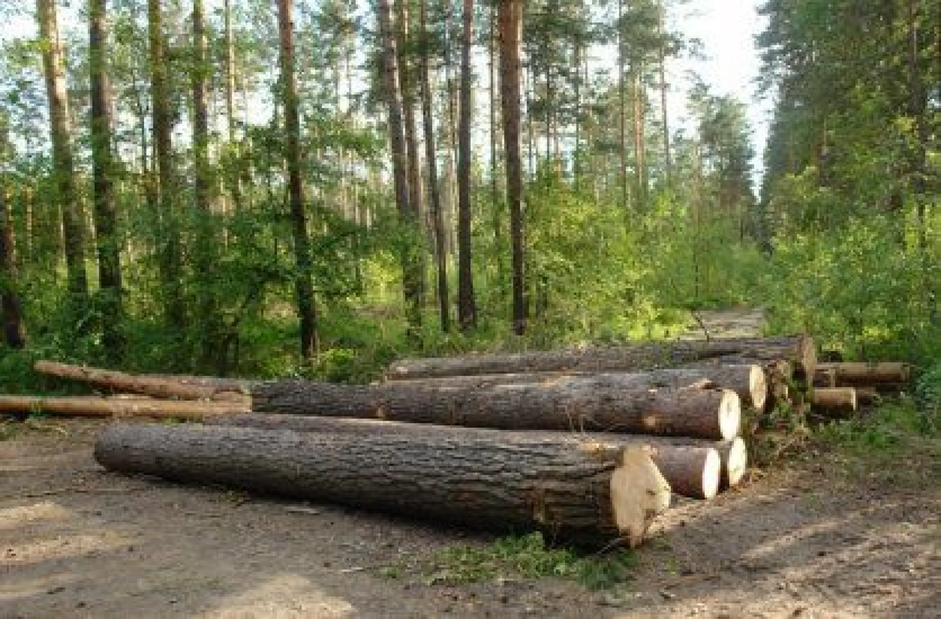 Ущерб от незаконной рубки леса в Тягунском районе составил более 12 млн рублей 