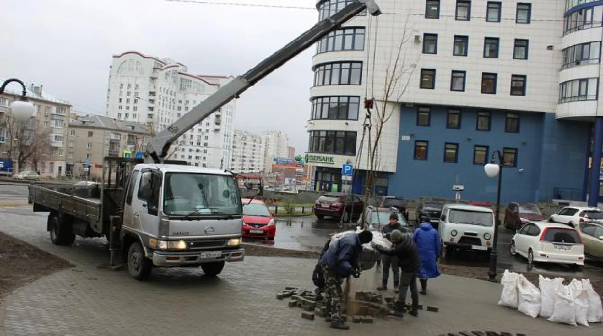 Новый сквер в Барнауле начали засаживать деревьями Новый сквер в Барнауле начали засаживать деревьями