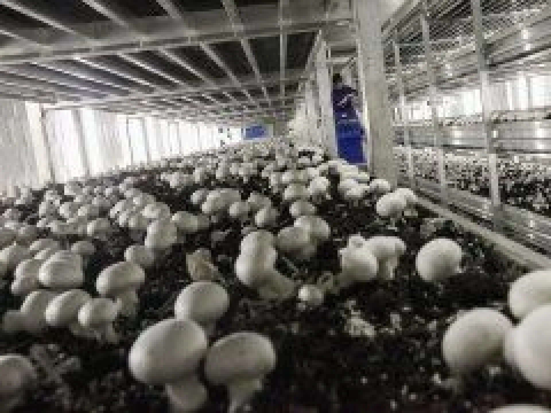 Коттедж с теплицей для выращивания грибов продается за 7 млн в Барнауле
