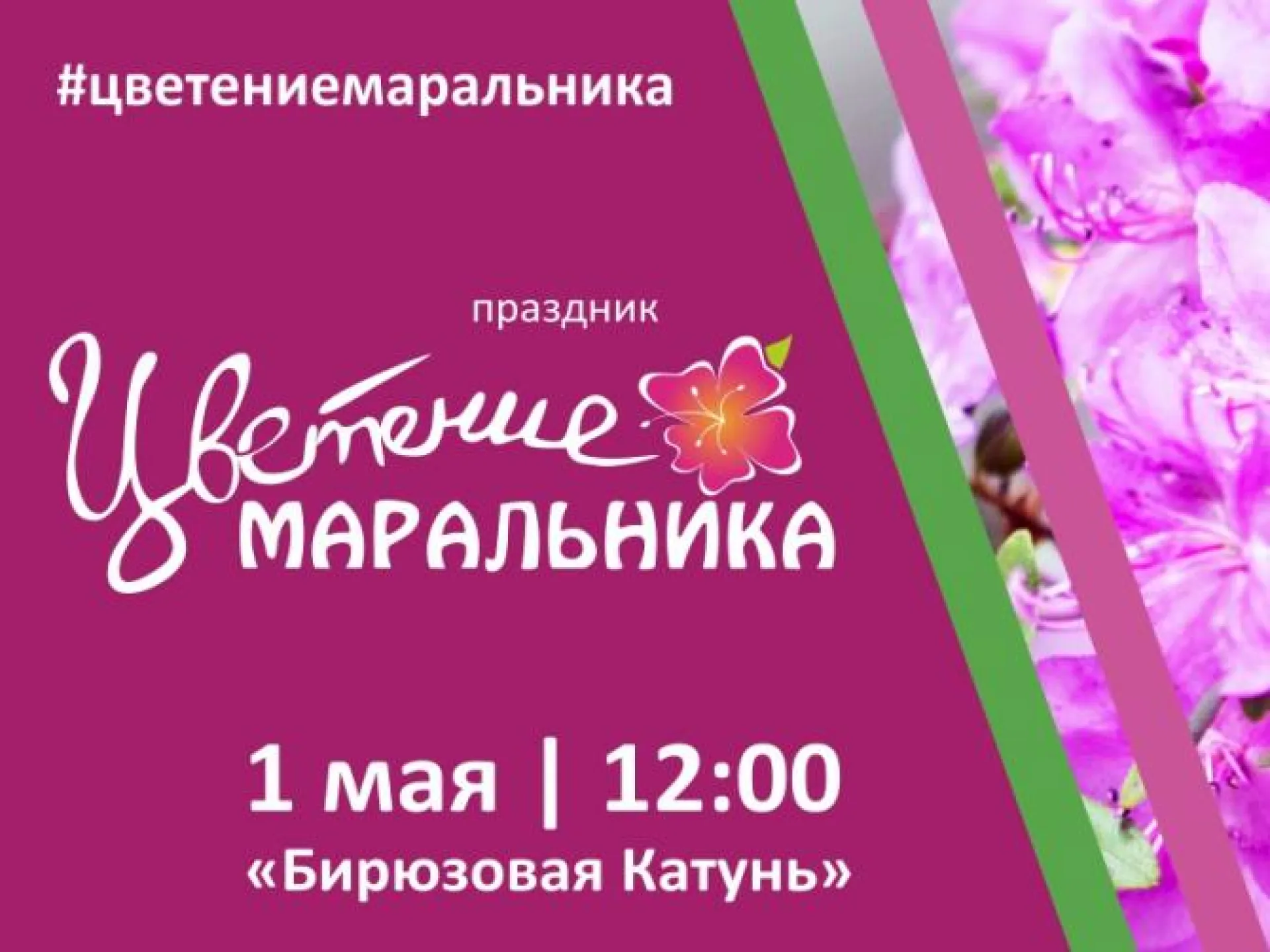 Праздник «Цветение маральника»: что посмотреть, чем заняться и как добраться?