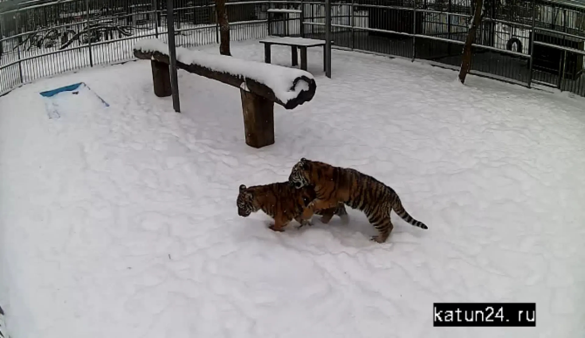 Веб-камеры К24: тигрята в барнаульском зоопарке борются за лидерство Веб-камеры К24: тигрята в барнаульском зоопарке борются за лидерство