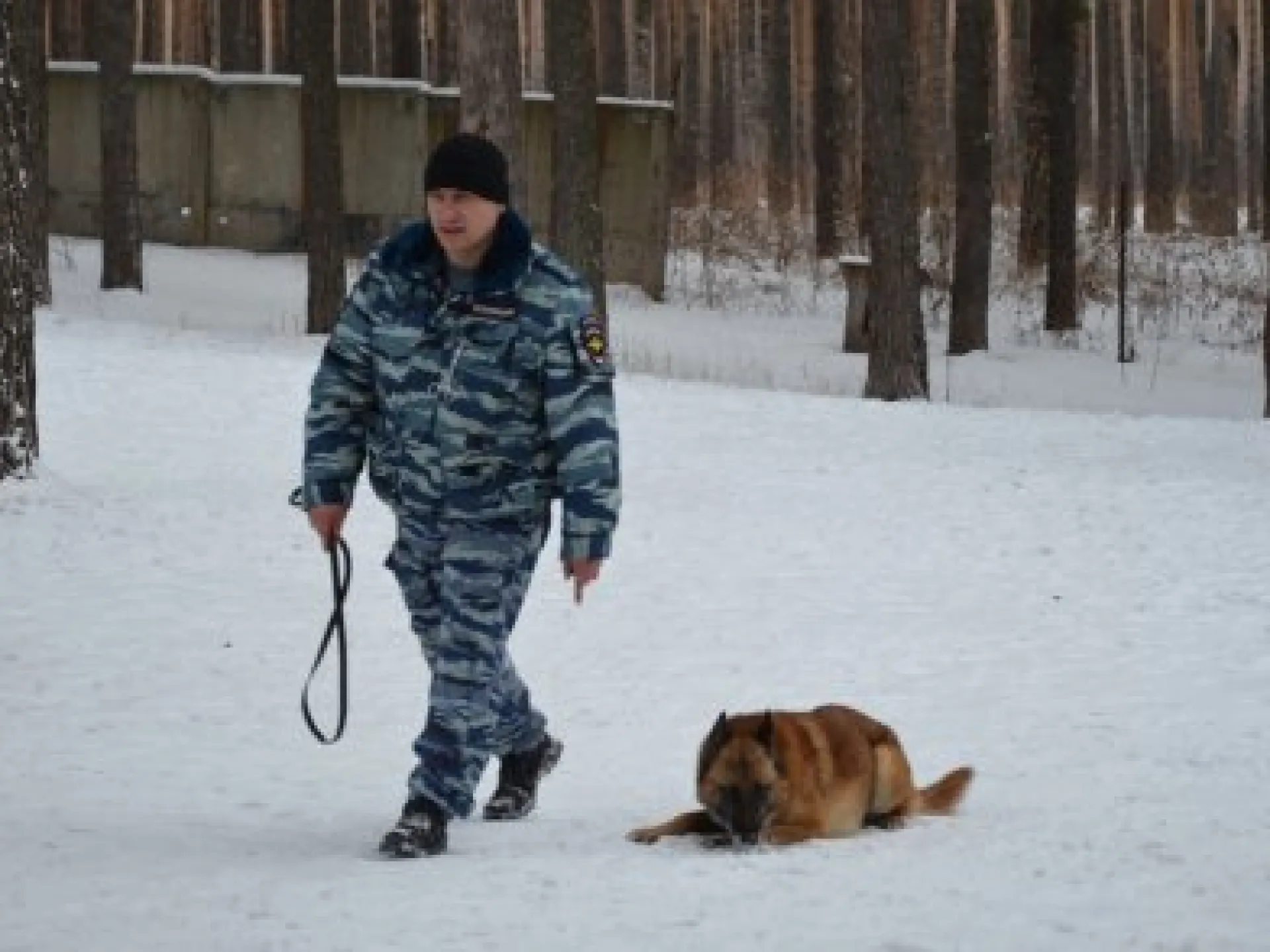 Полицейская собака помогла задержать вора, укравшего аудиотехнику из Дома культуры в Алтайском крае