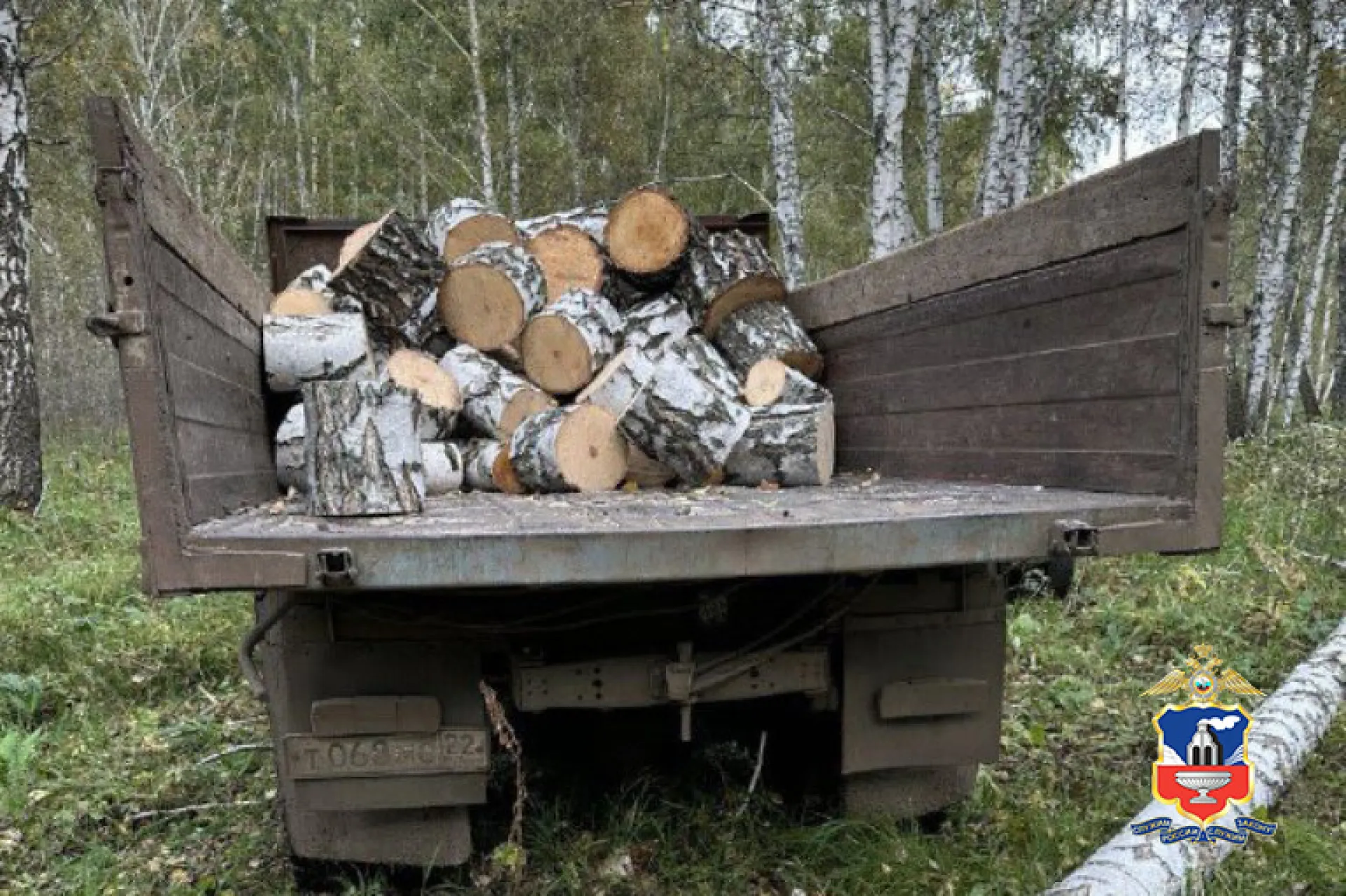 Преступную группу «черных лесорубов» поймали в Алтайском крае