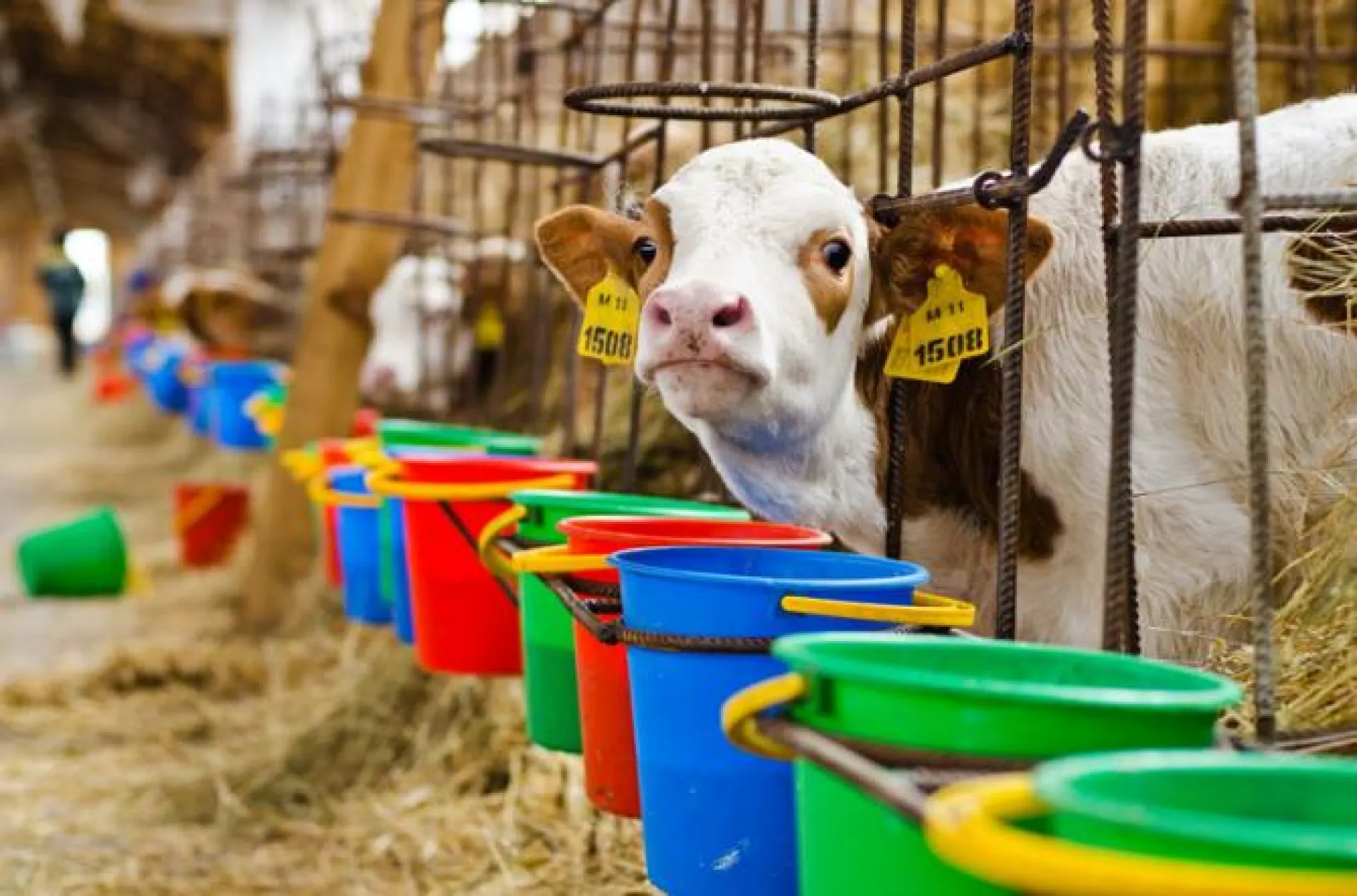 Фото: алтайских буренок, покоривших сердца пользователей интернета, доят под хиты группы Scorpions