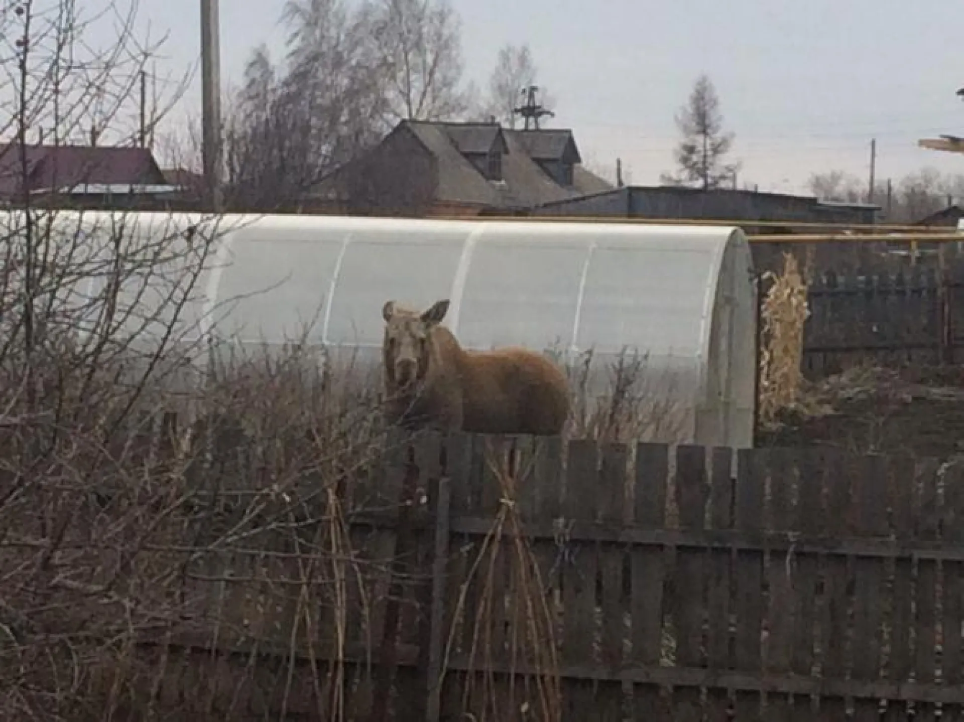 Лось зашел во двор частного дома в селе Гоньба