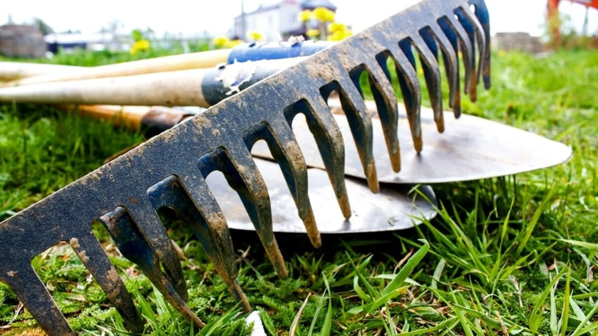 Жителей Алтайского края приглашают на субботник в Барнаульский ленточный бор Жителей Алтайского края приглашают на субботник в Барнаульский ленточный бор