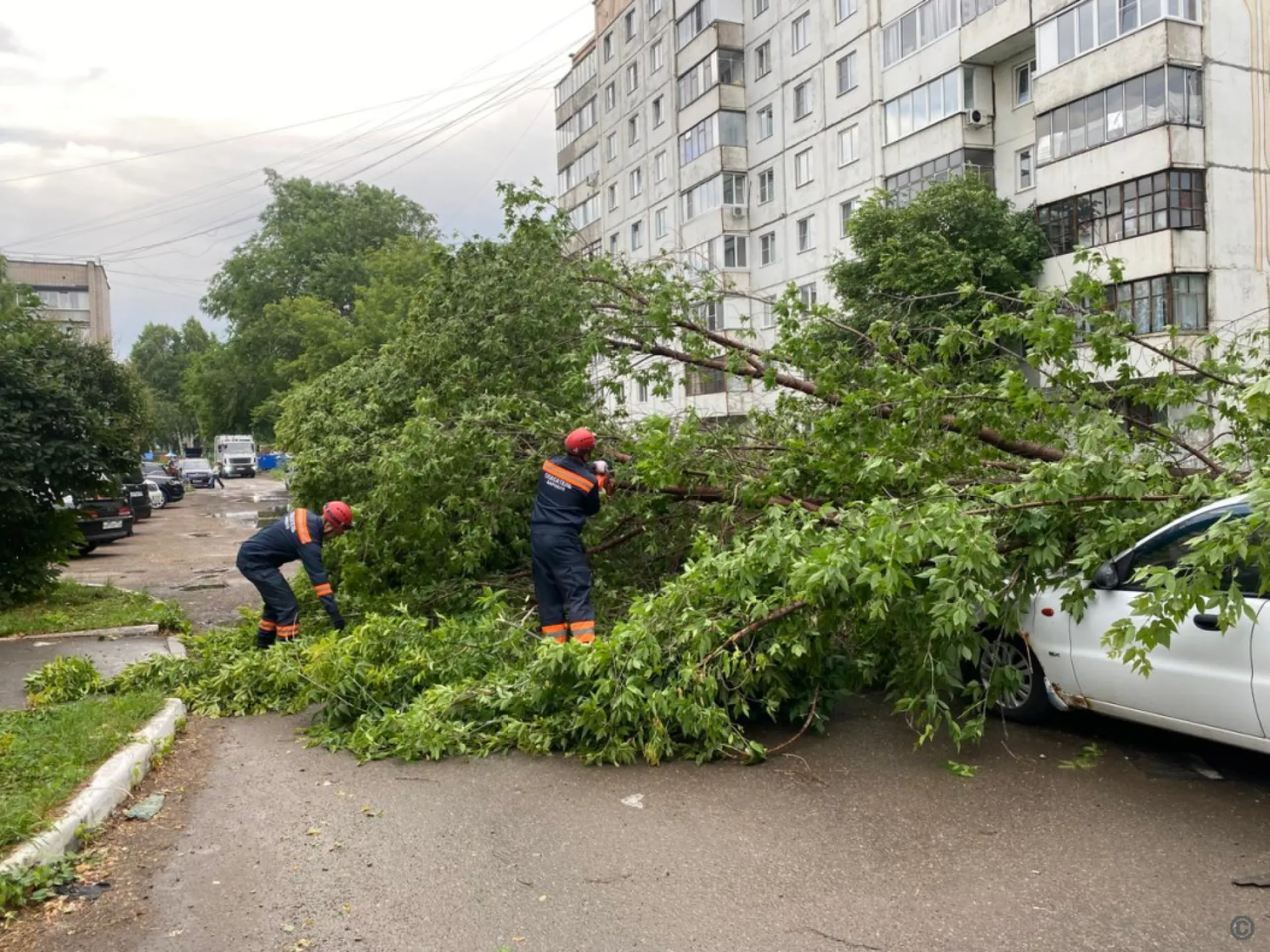 Отключение света и поваленные деревья: последствия непогоды устраняют в Барнауле Отключение света и поваленные деревья: последствия непогоды устраняют в Барнауле