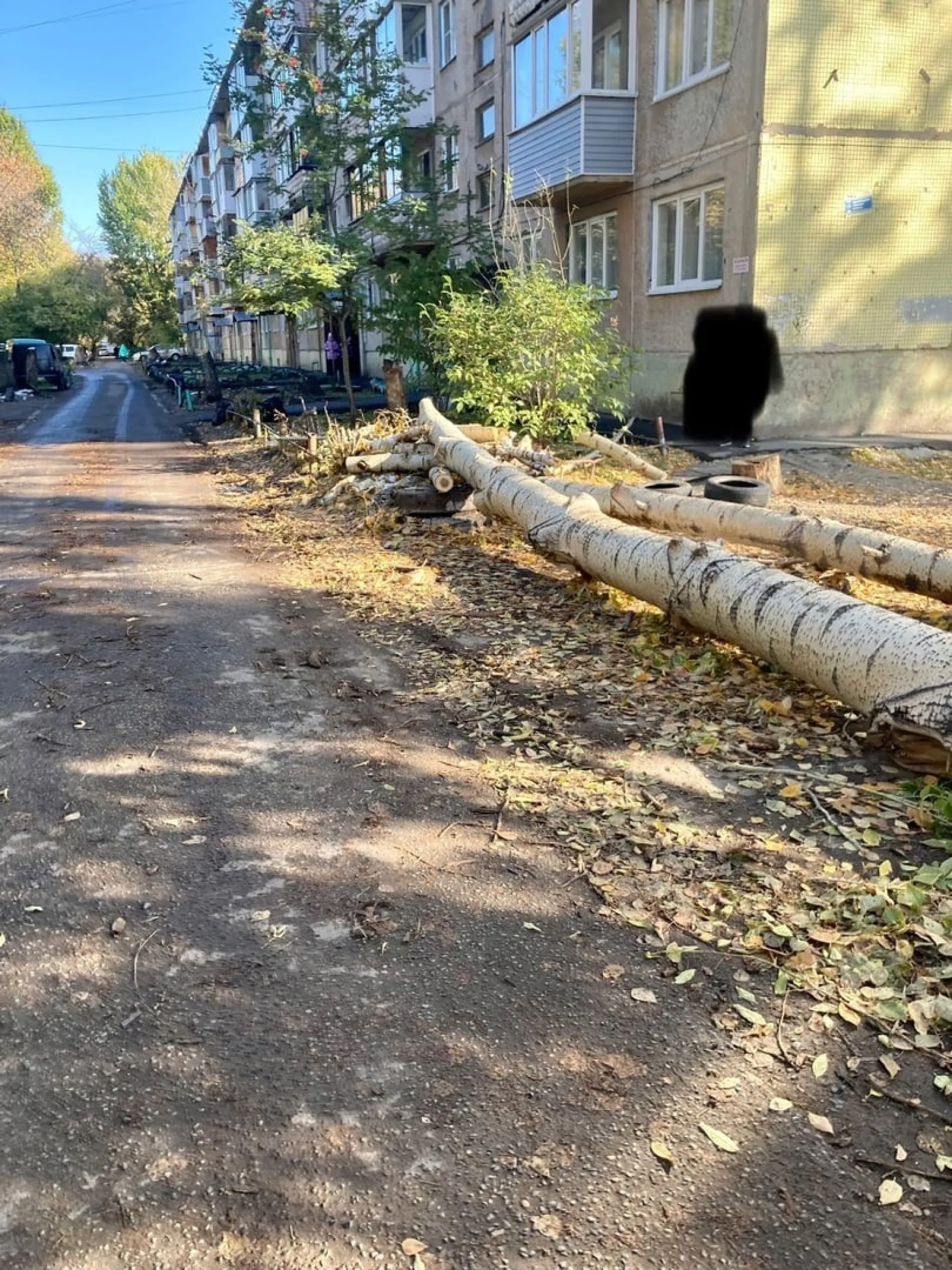 «По всему Барнаулу». Горожане сообщают о не убранных с улиц спиленных деревьях