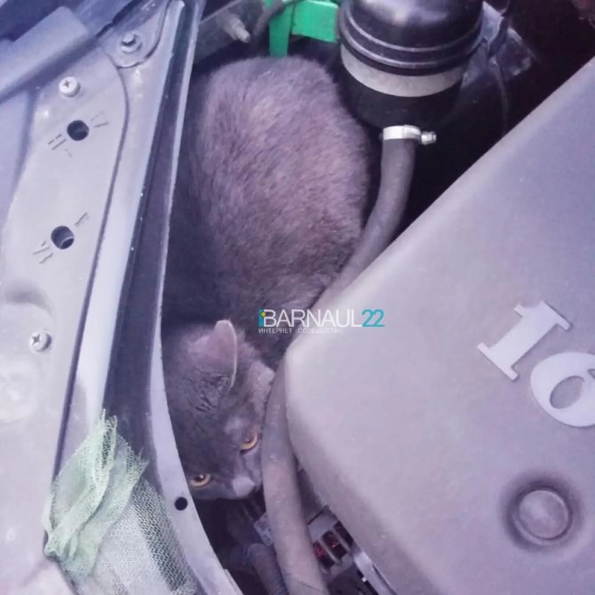 Барнаулец нашёл кота под капотом своего автомобиля