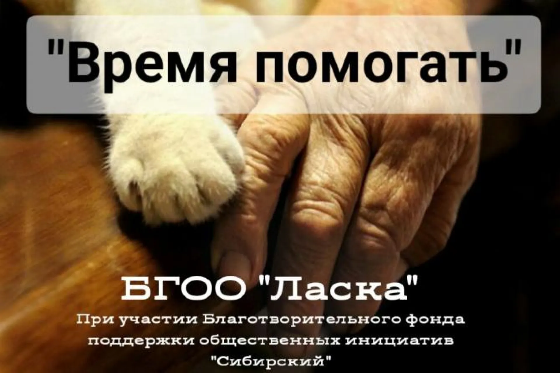 Волонтеры помогут барнаульским пенсионерам со стерилизацией кошек Волонтеры помогут барнаульским пенсионерам со стерилизацией кошек