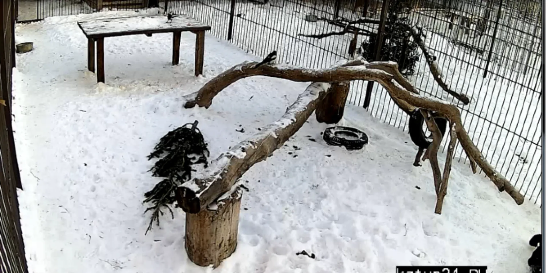 Веб-камеры: сорока своровала завтрак  леопарда в барнаульском зоопарке 