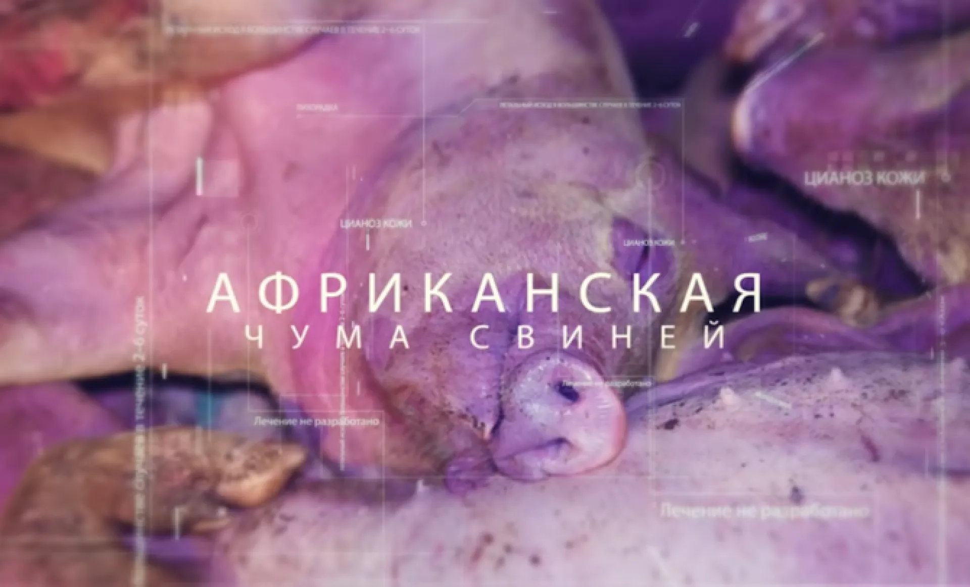 Вспышку африканской чумы свиней зарегистрировали на границе Алтайского края