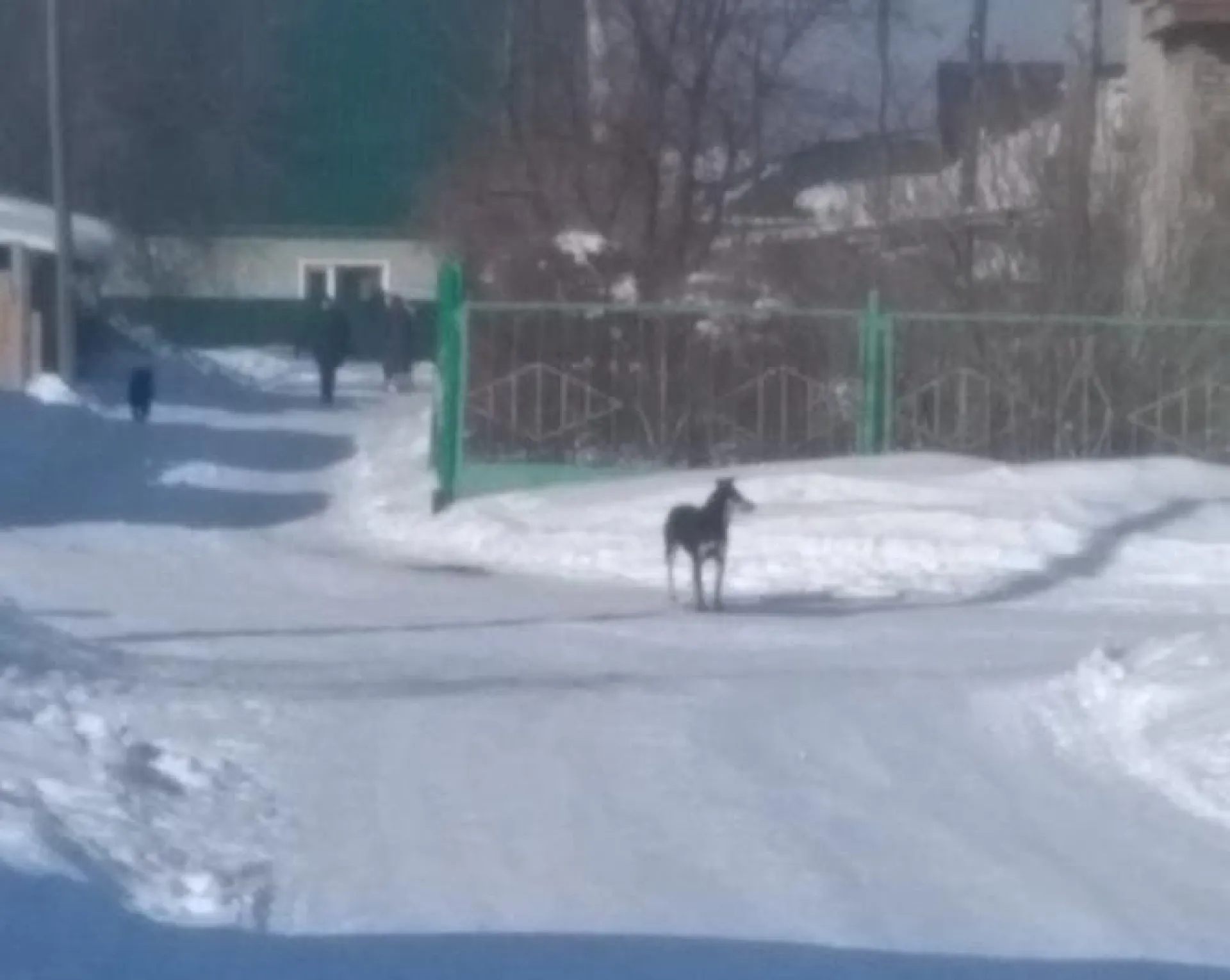 Стая собак едва не загрызла женщину в Алтайском крае