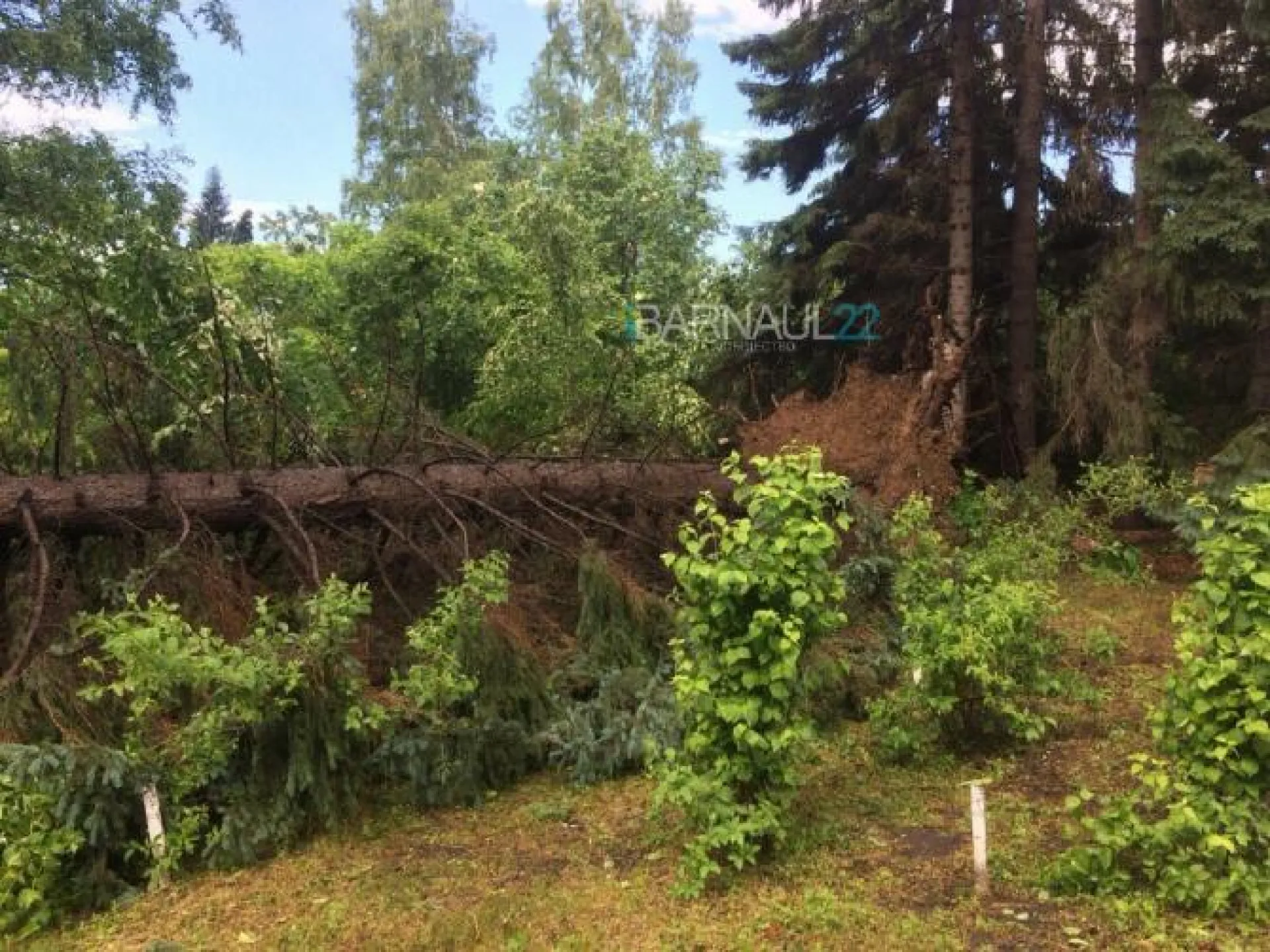 Барнаульский дендрарий, пострадавший от урагана, закрыт на год 