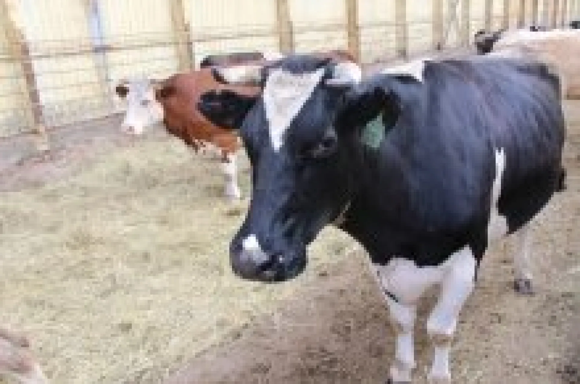 Дойное стадо в Алтайском крае увеличилось на 10%