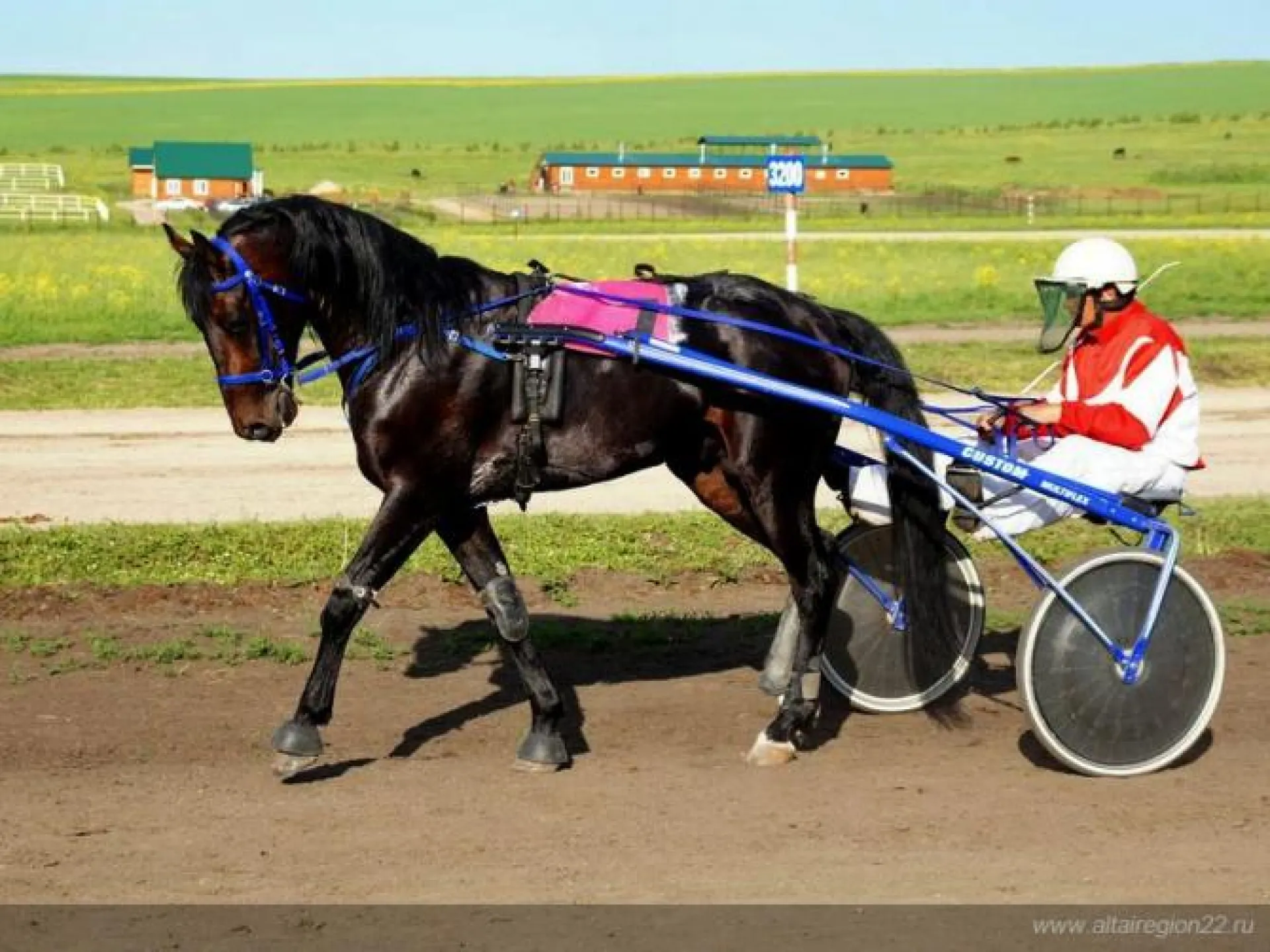 Конноспортивные соревнования «Золото Алтая» пройдут в регионе Конноспортивные соревнования «Золото Алтая» пройдут в регионе