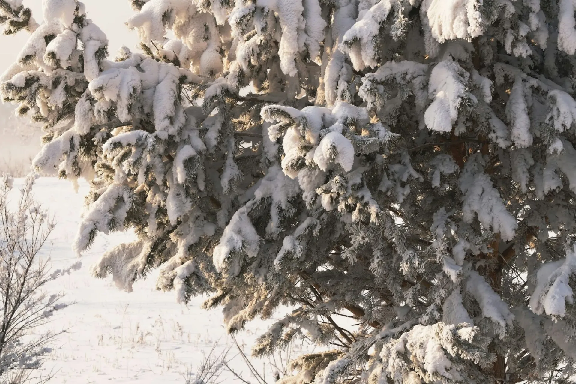 Филиппов день: традиции и приметы на 22 января Филиппов день: традиции и приметы на 22 января