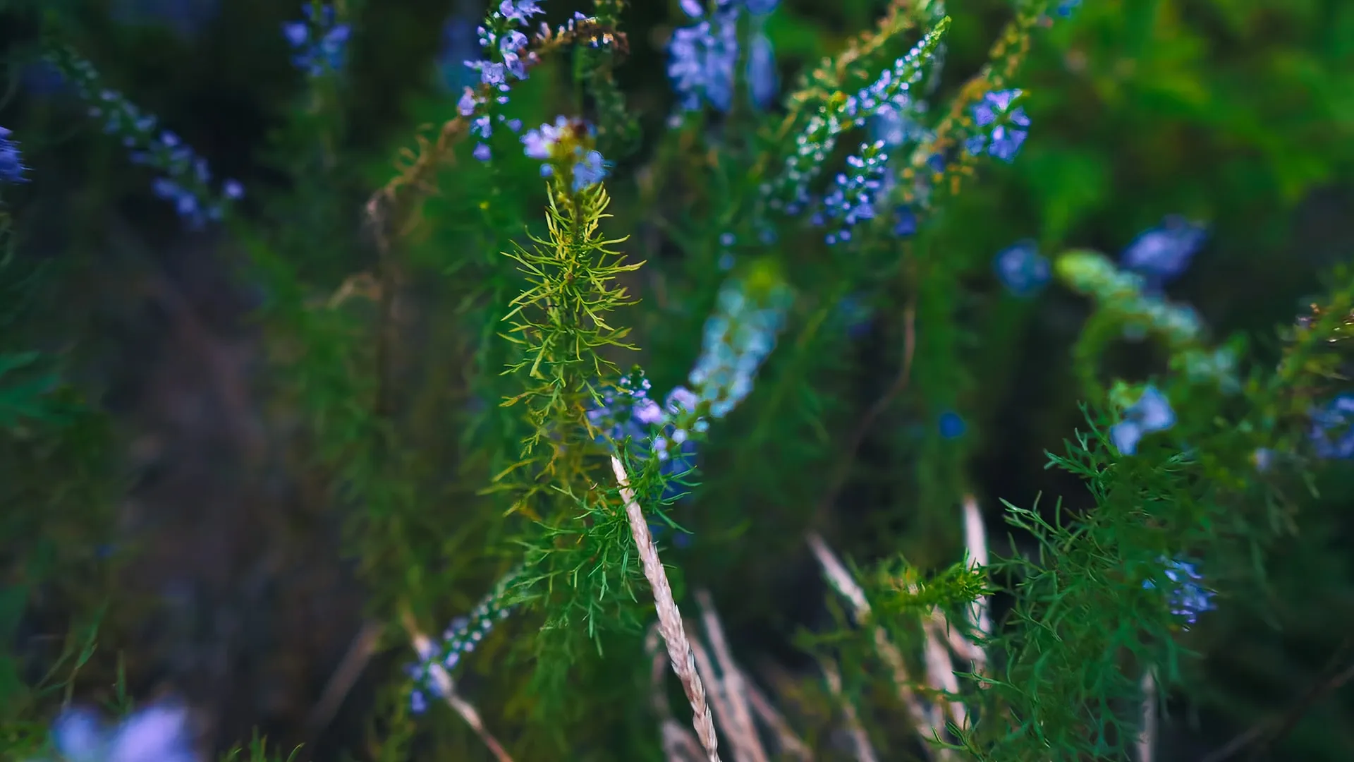 Кратковременные дожди: о погоде в Алтайском крае 5 июля