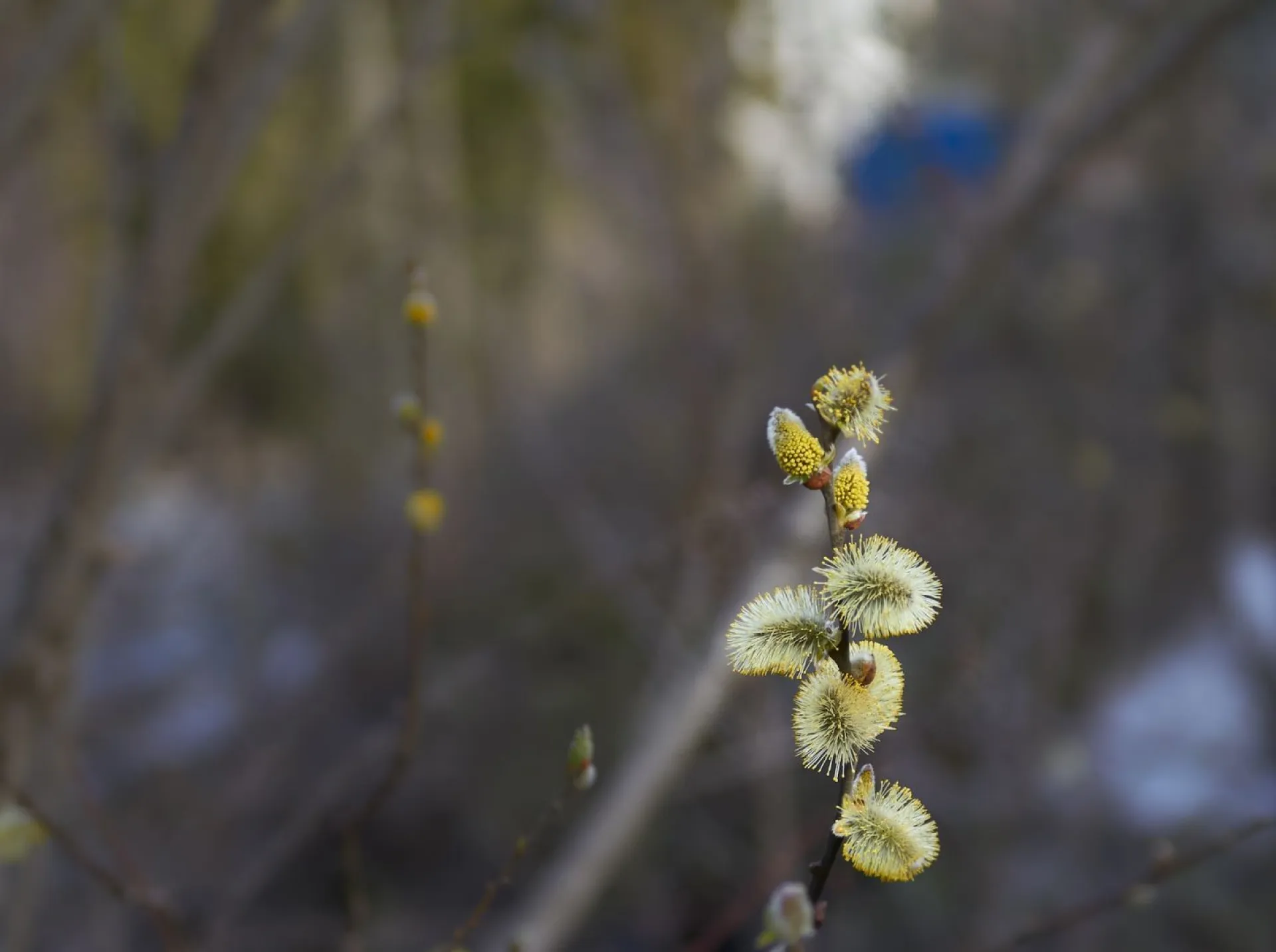 Благовещение Пресвятой Богородицы: традиции и приметы на 7 апреля Благовещение Пресвятой Богородицы: традиции и приметы на 7 апреля