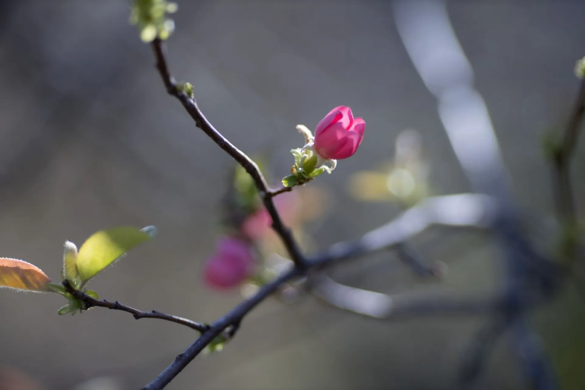 Иван Долгий: традиции и приметы на 1 июня Иван Долгий: традиции и приметы на 1 июня