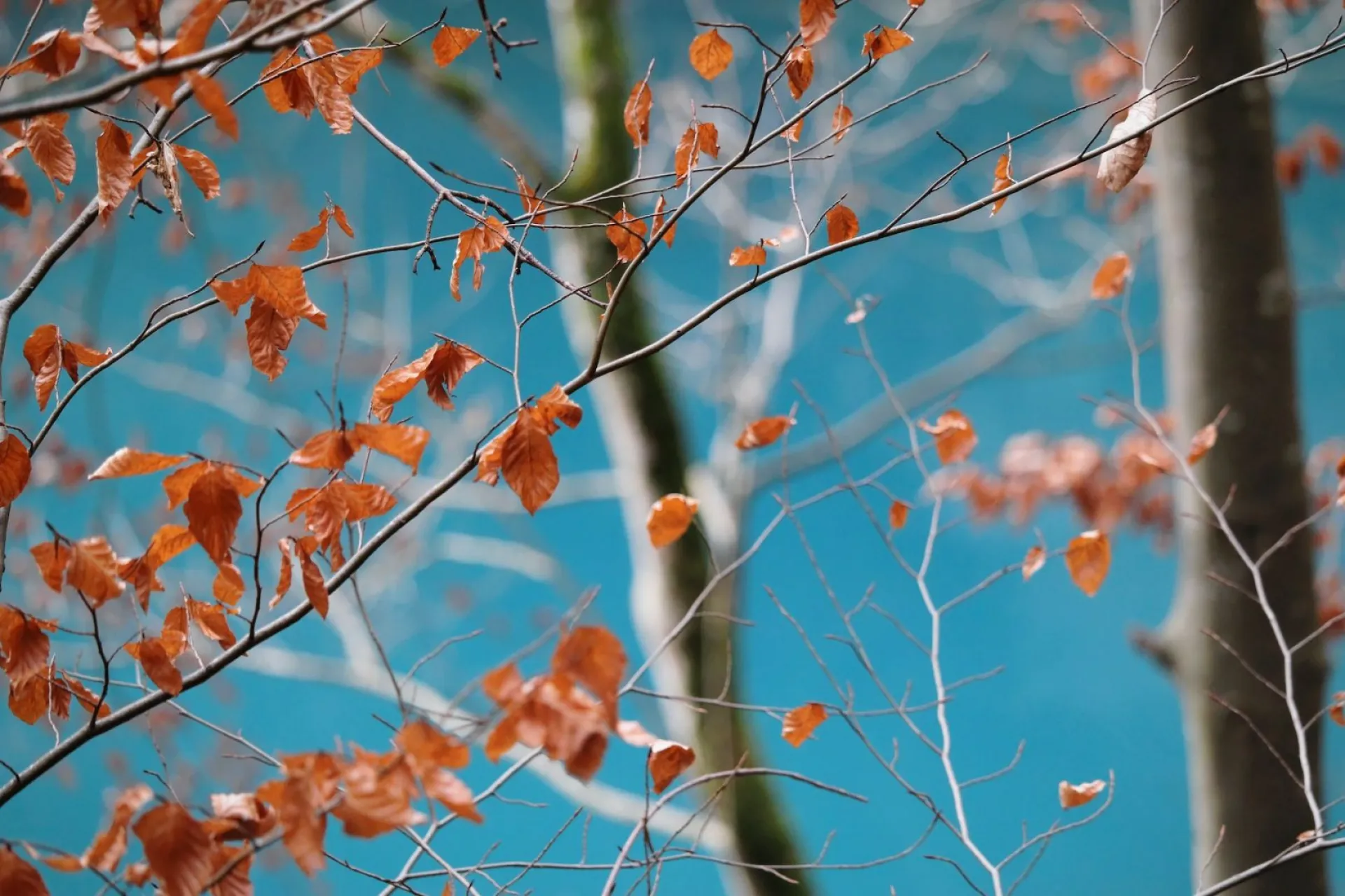 Филиппов день: традиции и приметы на 24 октября Филиппов день: традиции и приметы на 24 октября