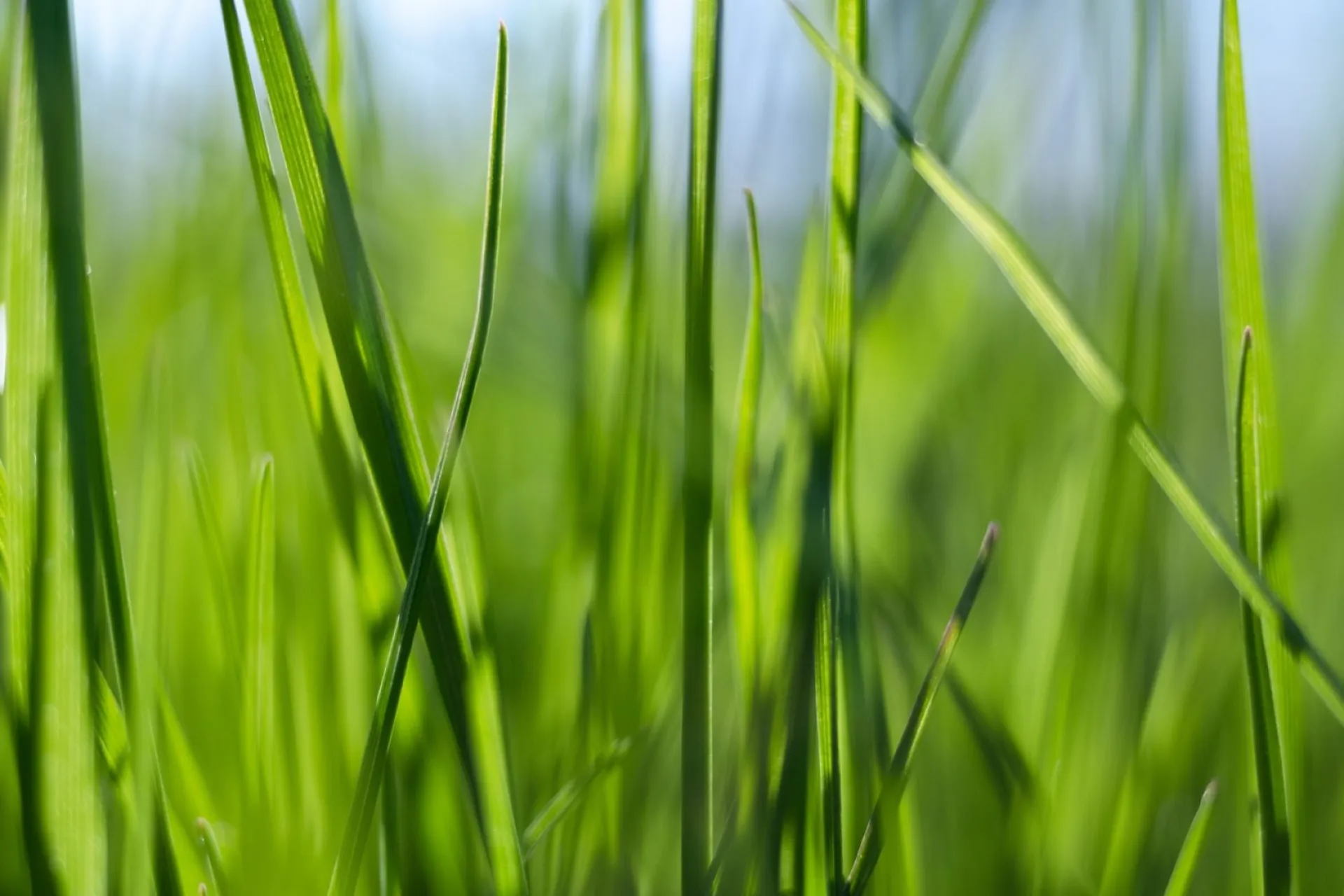 Фёкла Свекольница: традиции и приметы на 1 сентября Фёкла Свекольница: традиции и приметы на 1 сентября