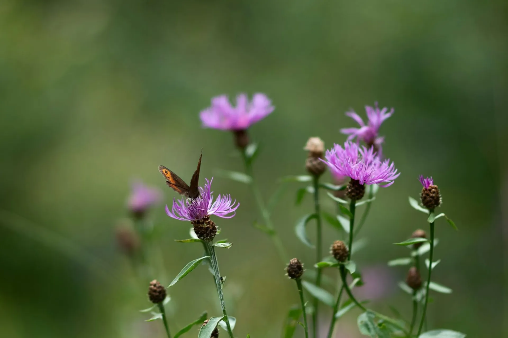 Дорофеев день: традиции и приметы на 18 июня