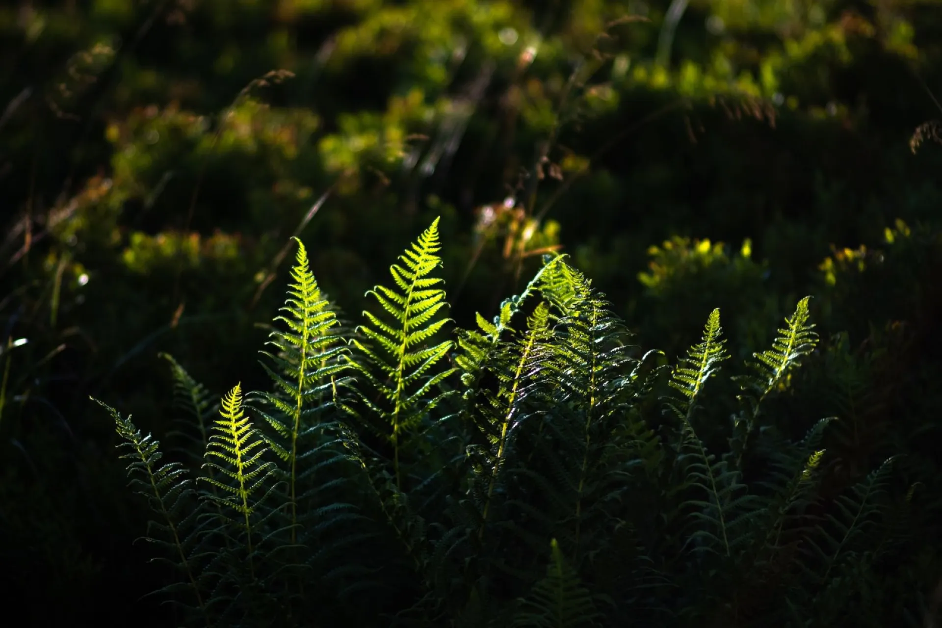 Омельянов день: традиции и приметы на 31 июля
