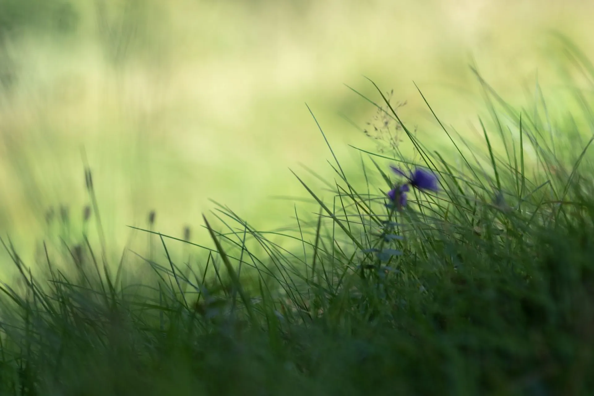 Кратковременные дожди: о погоде в Алтайском крае 25 августа Кратковременные дожди: о погоде в Алтайском крае 25 августа