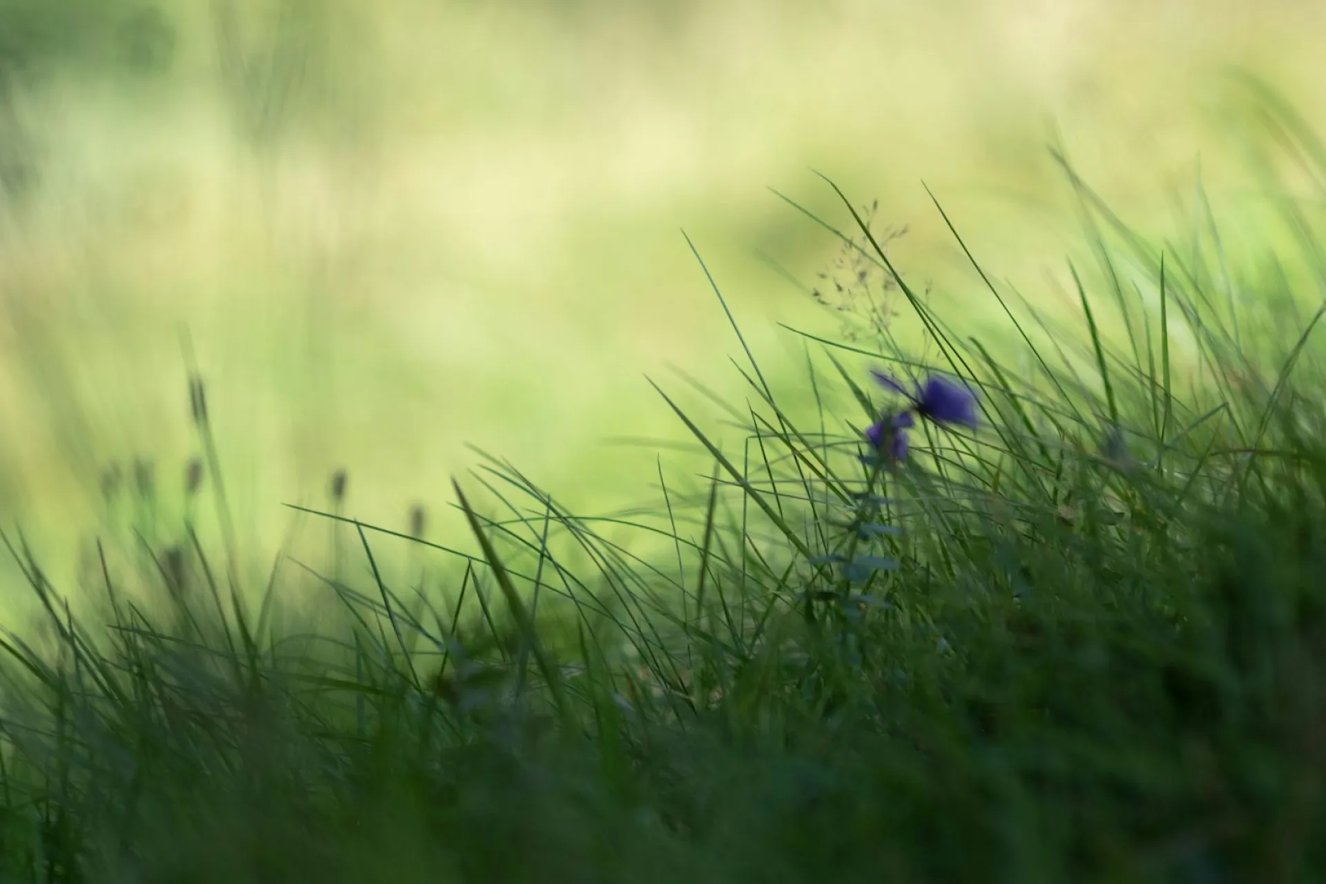 Фомаида Медуница: традиции и приметы на 26 апреля Фомаида Медуница: традиции и приметы на 26 апреля