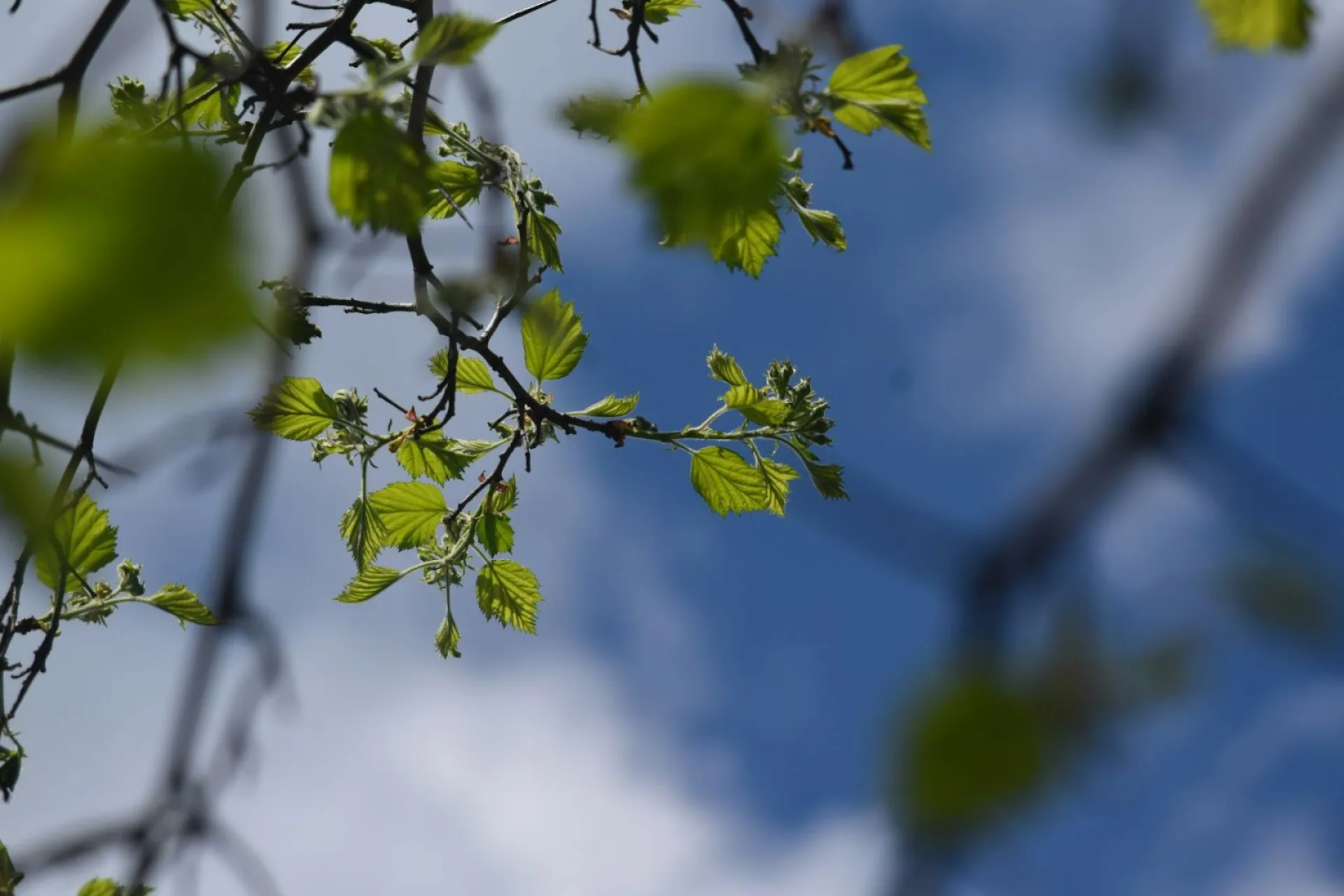 Иринин день: традиции и приметы на 29 апреля Иринин день: традиции и приметы на 29 апреля